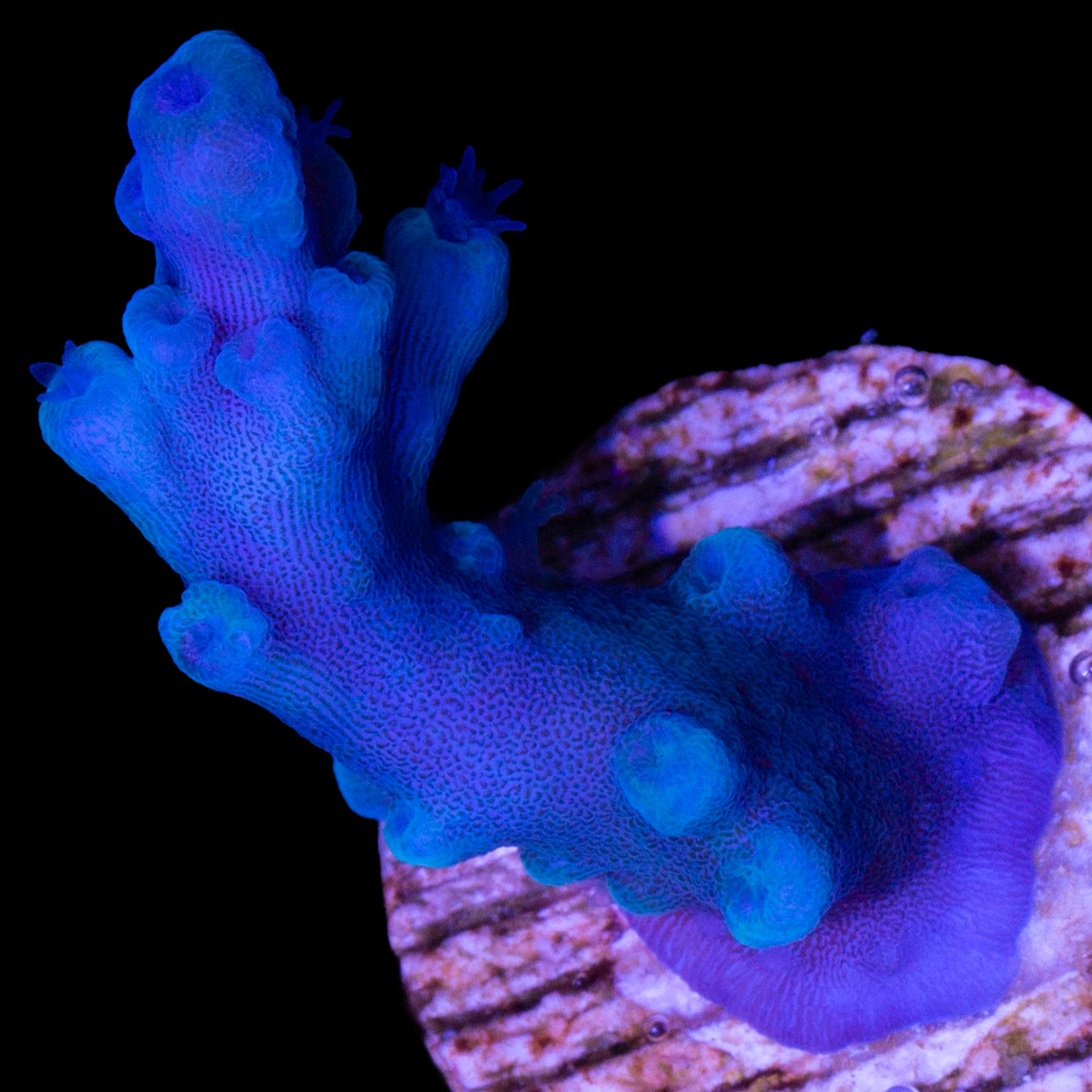 Oregon Blue Tort Acropora Coral