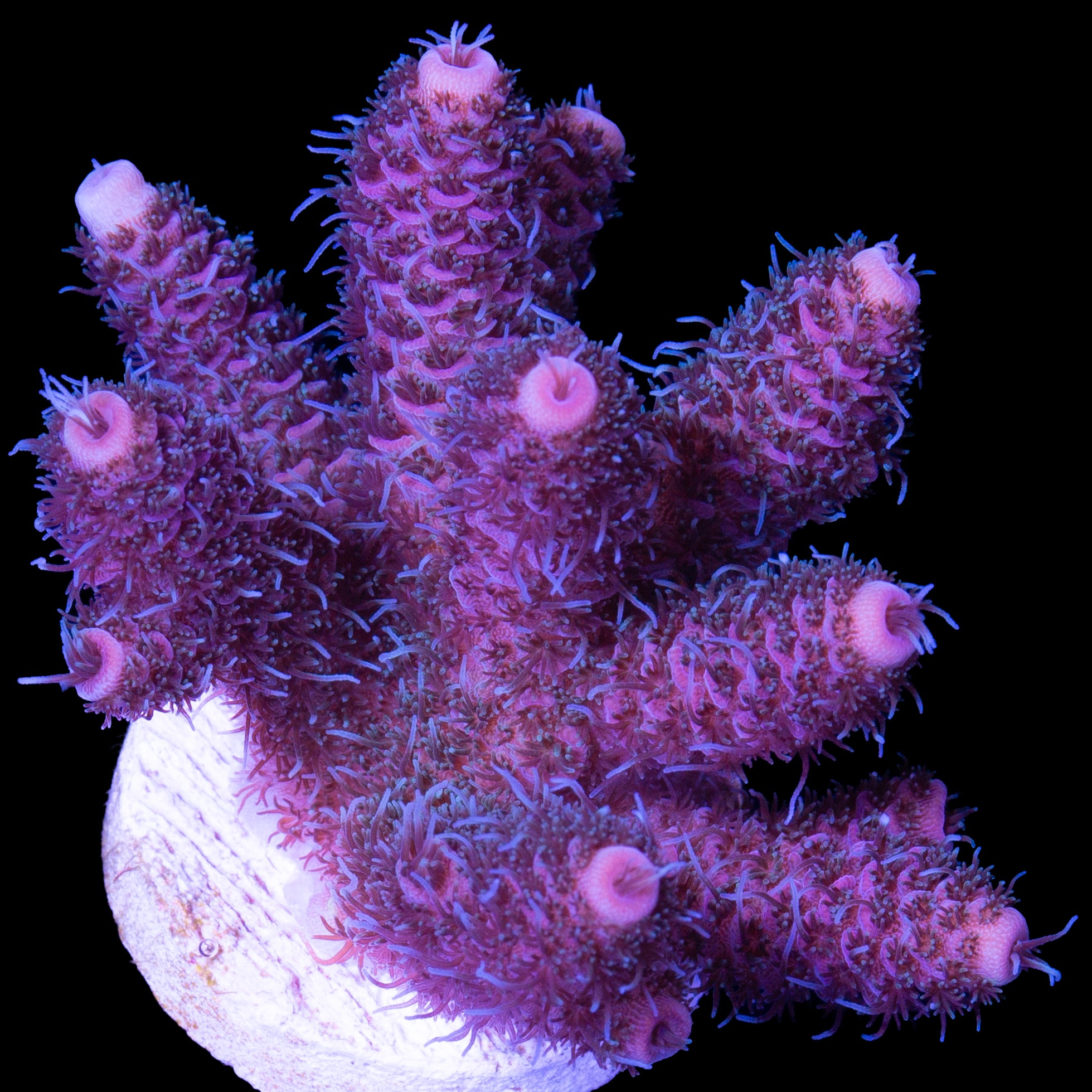Raspberry Millepora Acropora Coral - Chunky Frag