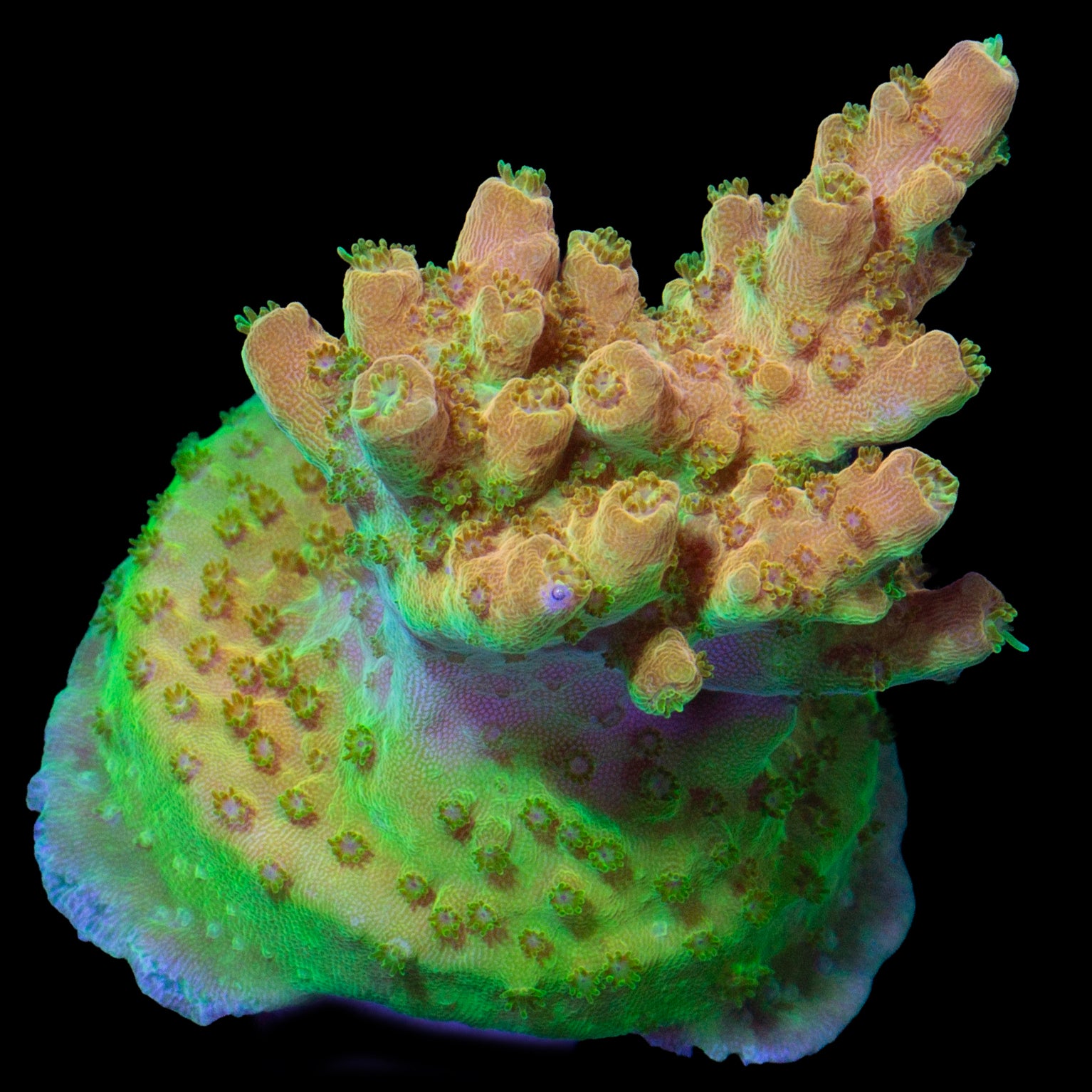 Mango Tango Acropora Coral