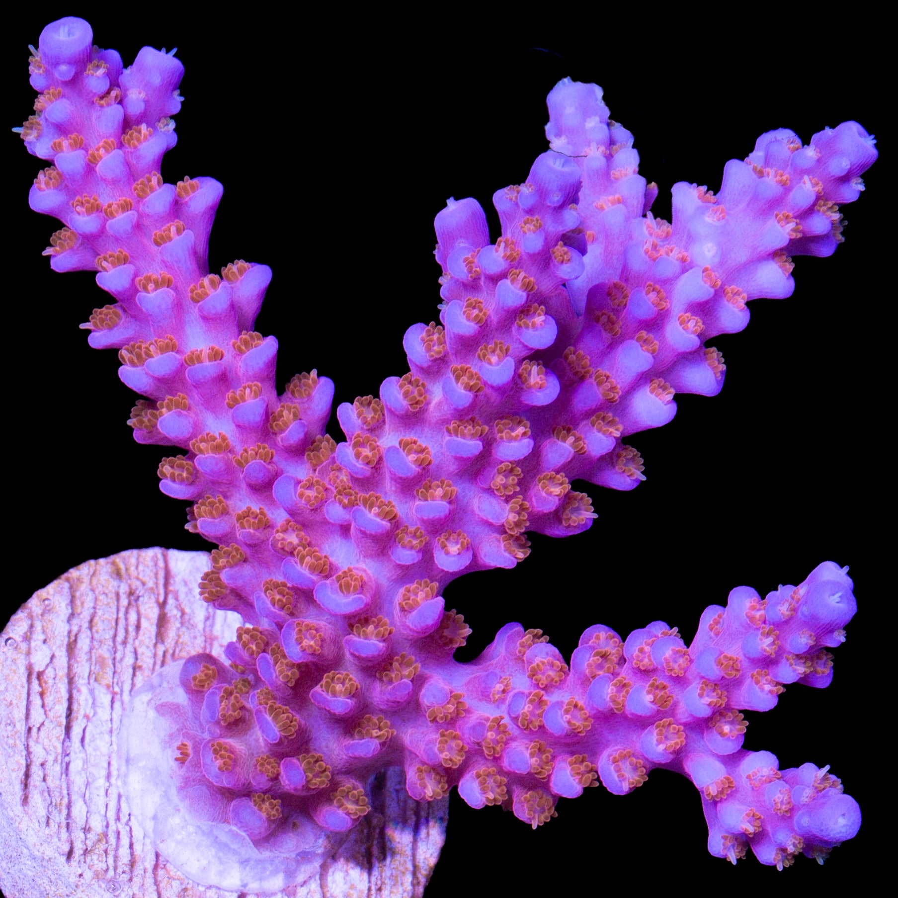 ARC Fireworks Chunky Frag - 800 grown