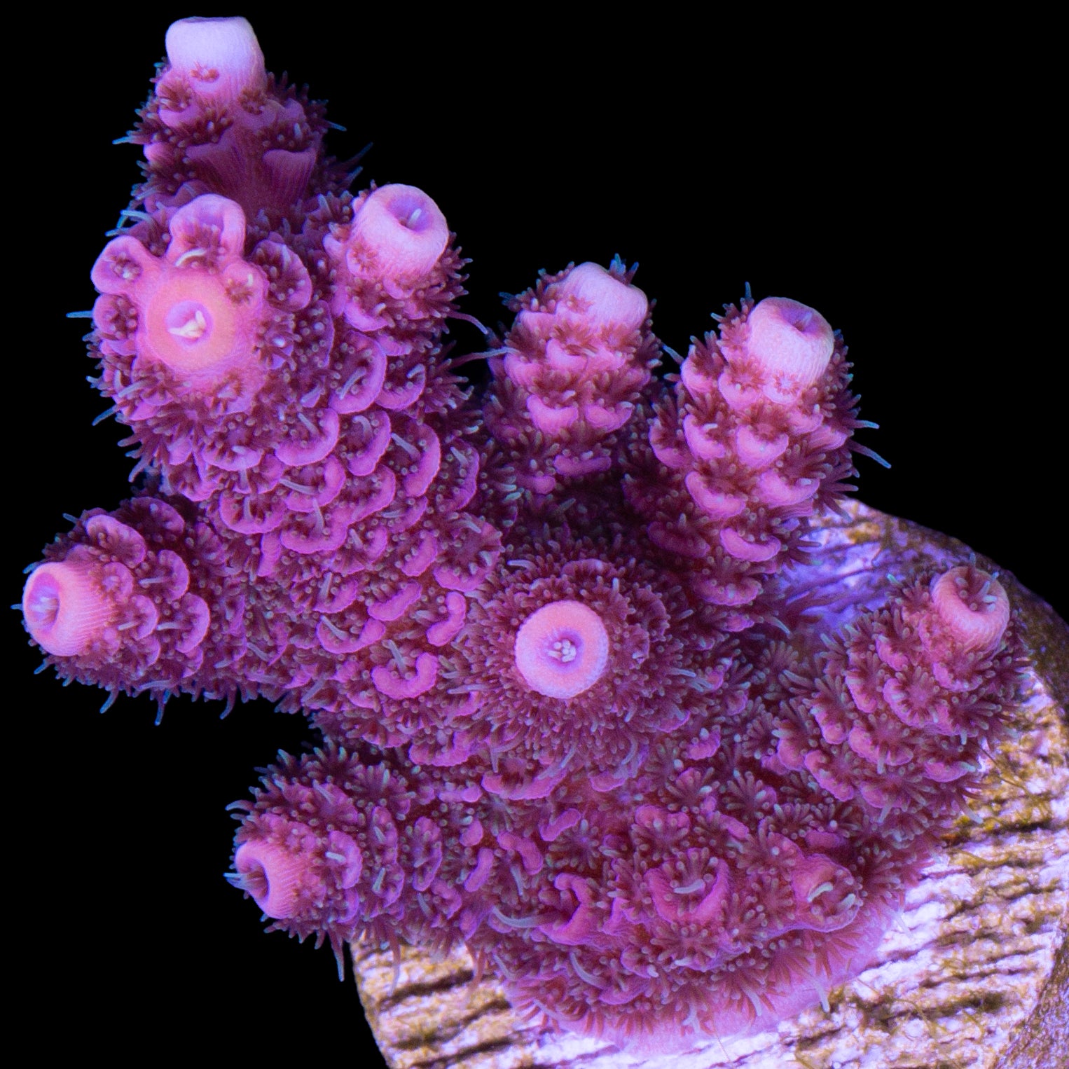 Raspberry Millepora Acropora Coral - Chunky Frag