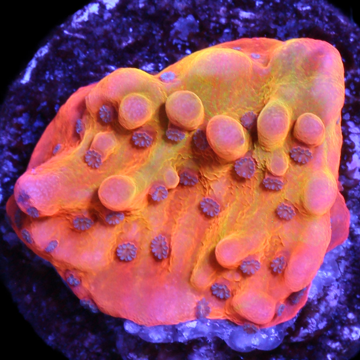 Rising Phoenix Montipora Coral - 800 grown