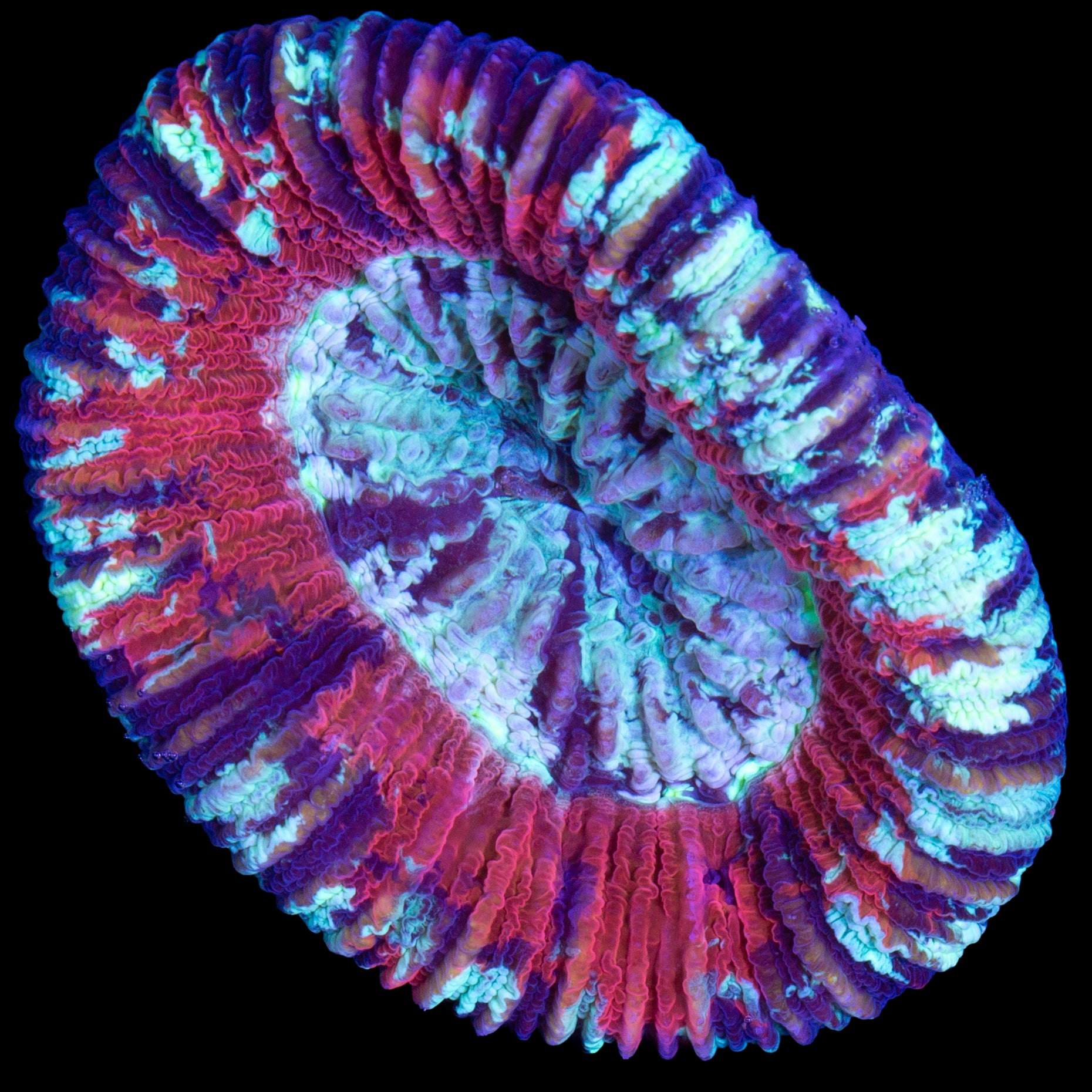 Red & Green Trachyphyllia Coral
