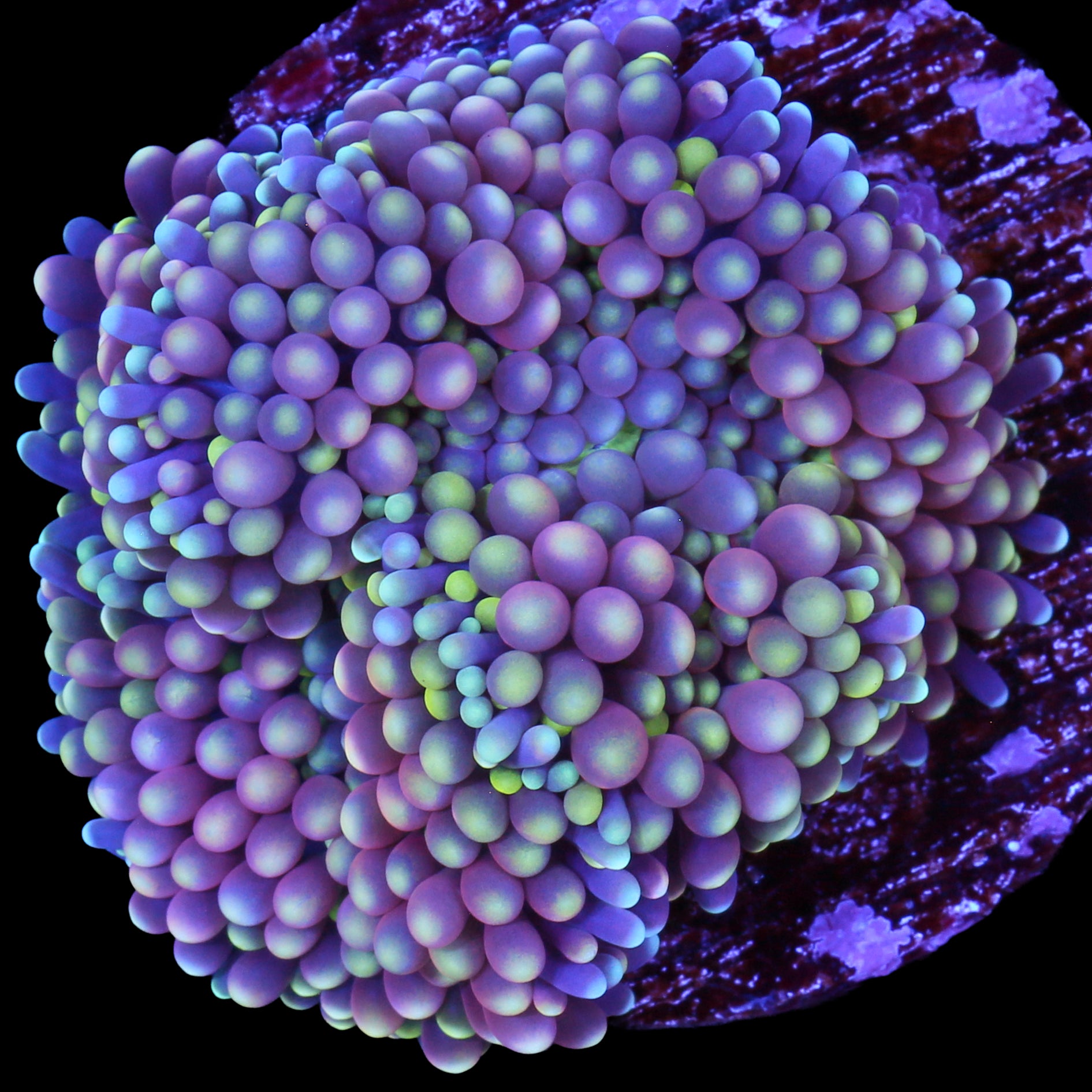 Rainbow Ricordea Mushroom