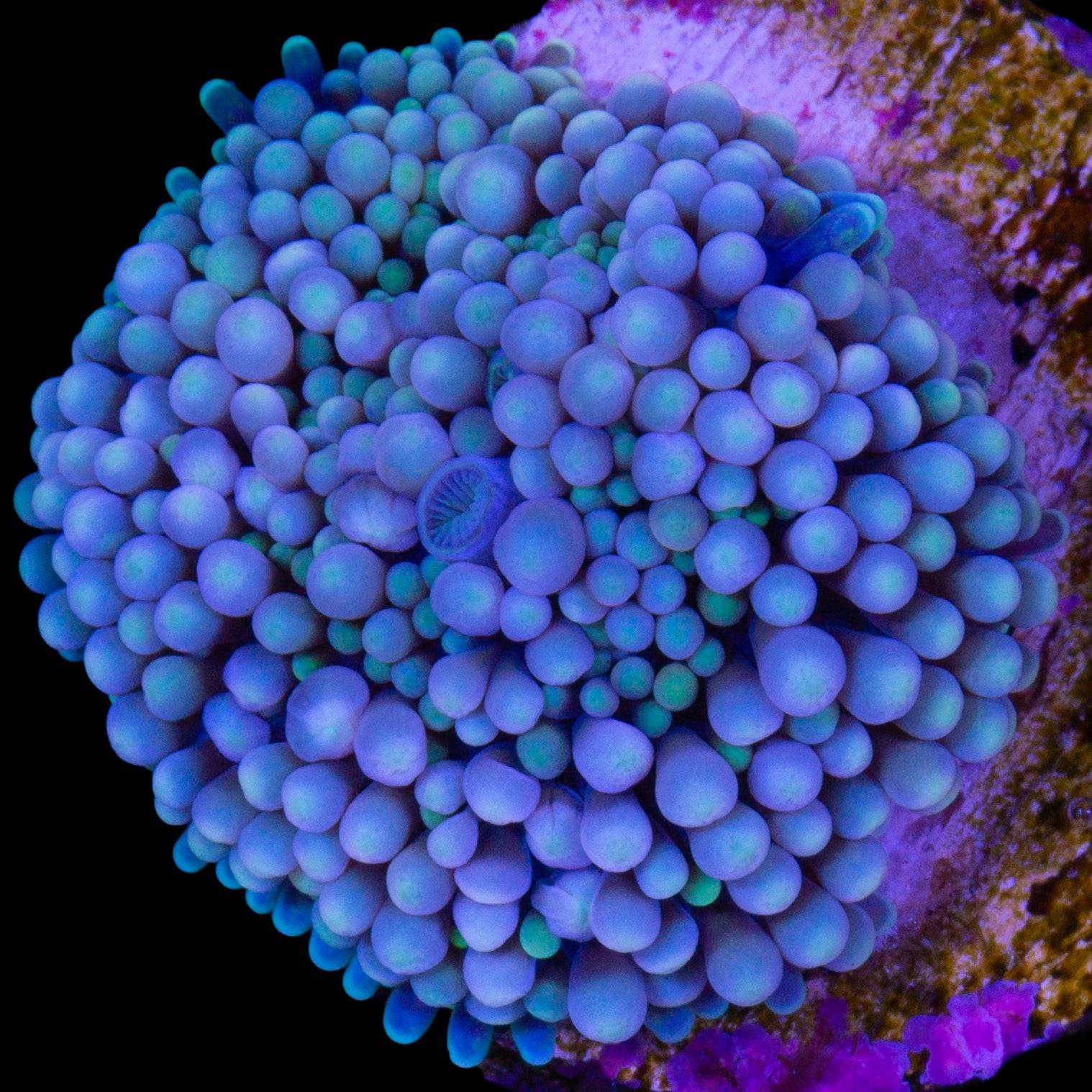 Blue Ricordea Mushroom