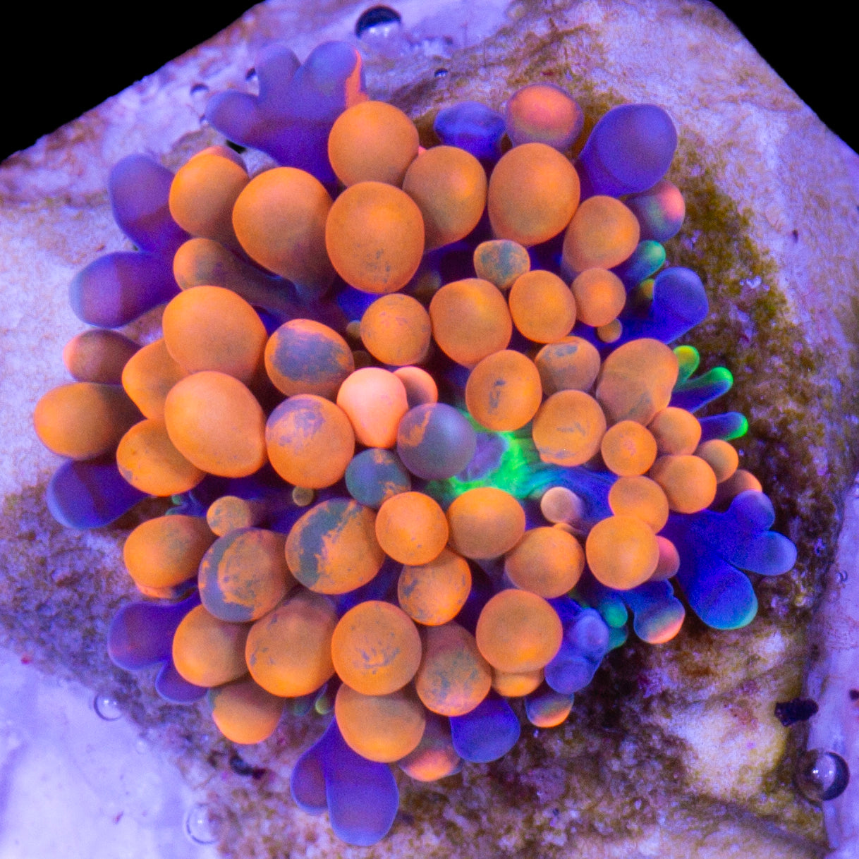 Orange Ricordea Mushroom