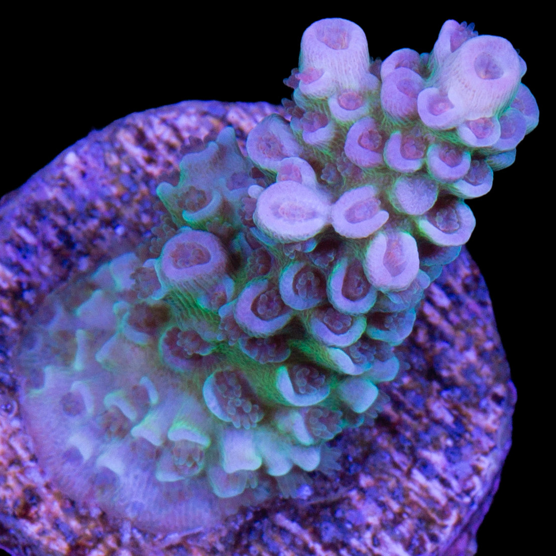Joker Tenuis Acropora Coral