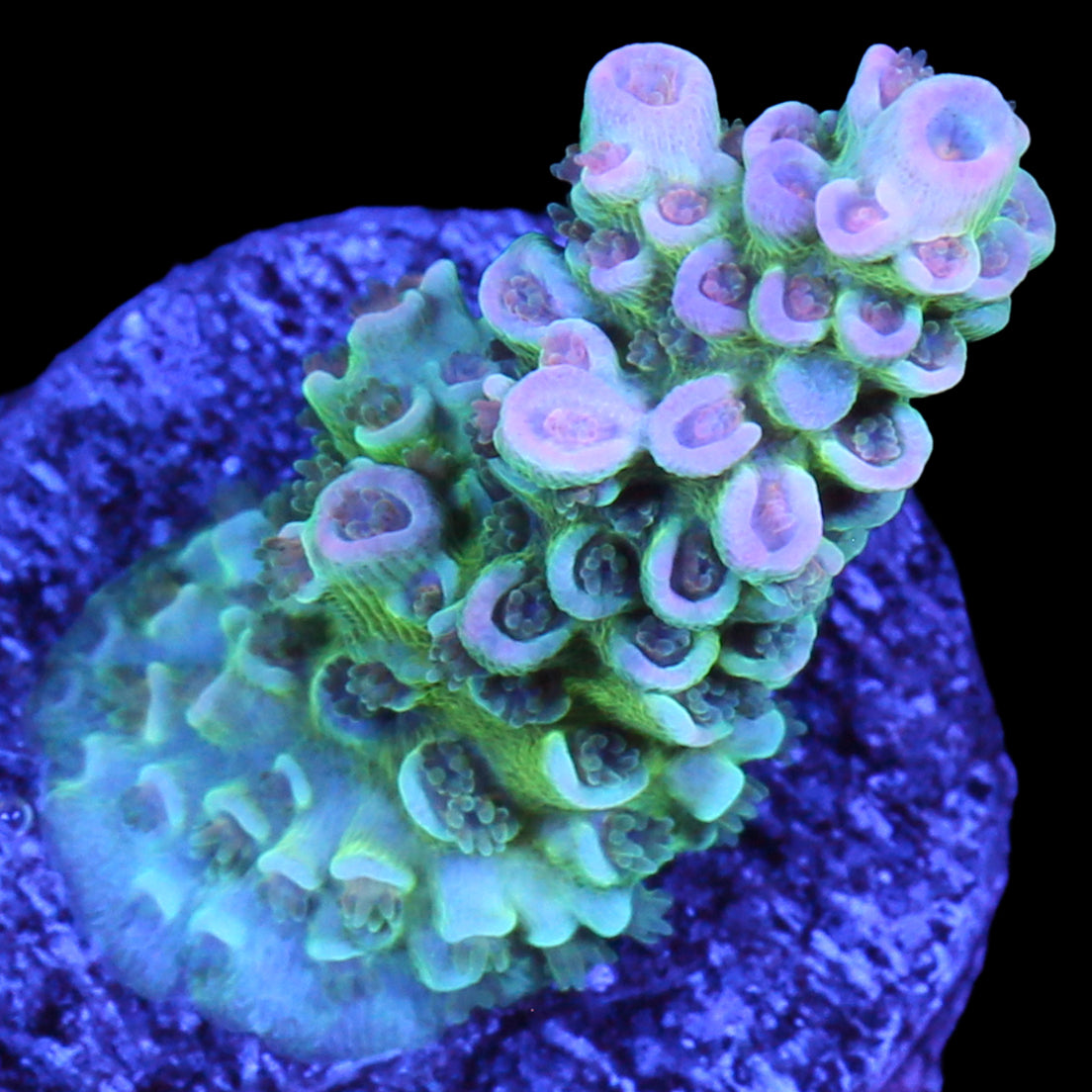 Joker Tenuis Acropora Coral