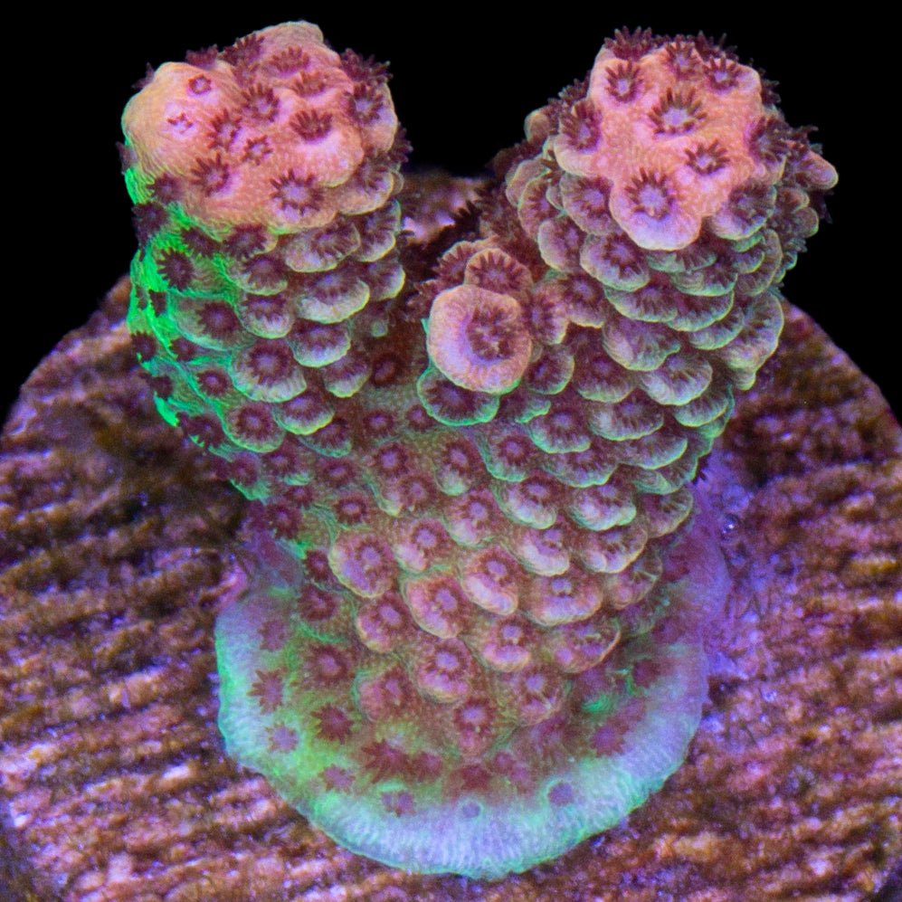 Tangerine Millepora Acropora Coral