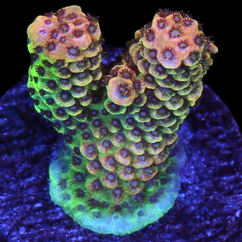 Tangerine Millepora Acropora Coral