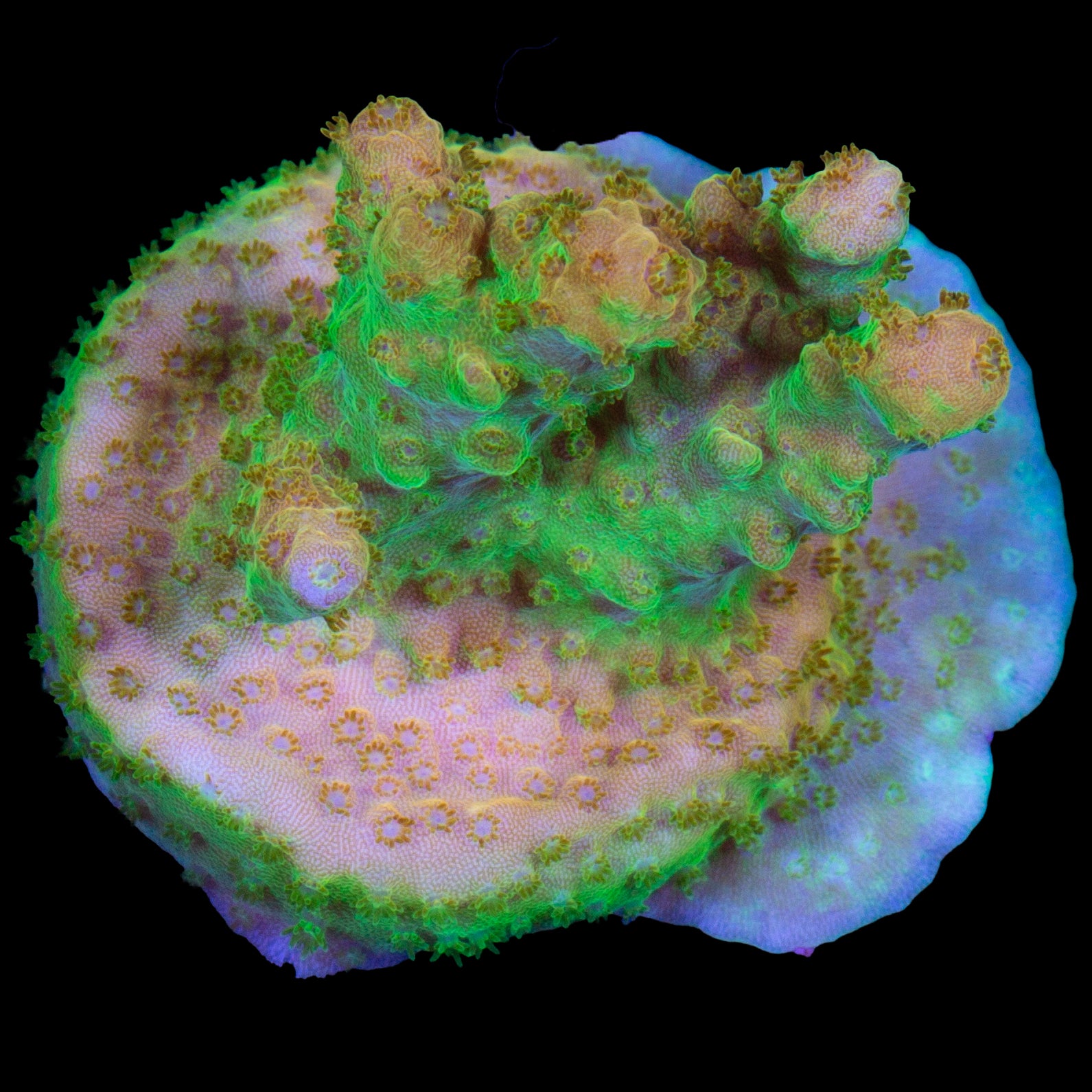 Mango Tango Acropora Coral