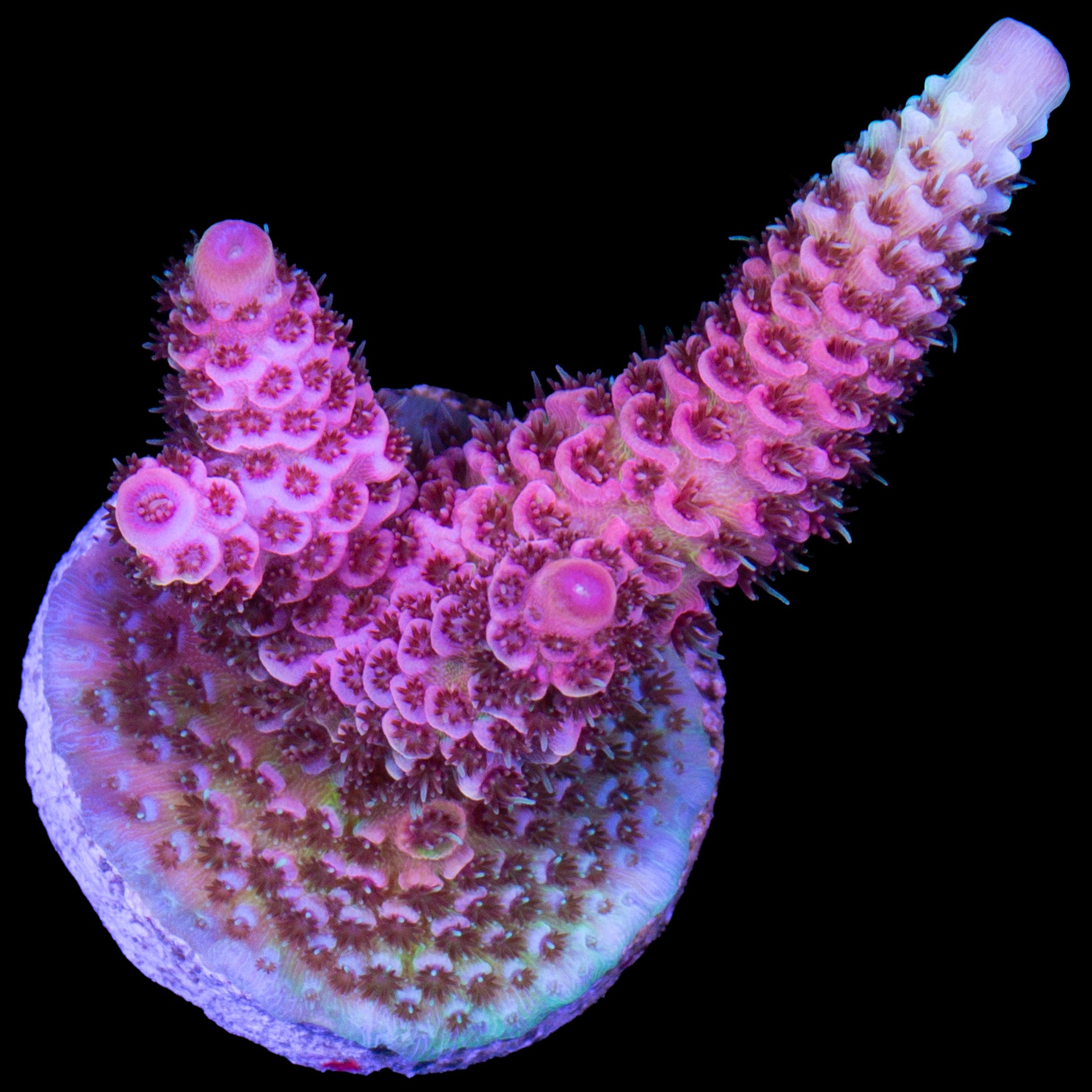 Ultra Pink Millepora Acropora Coral
