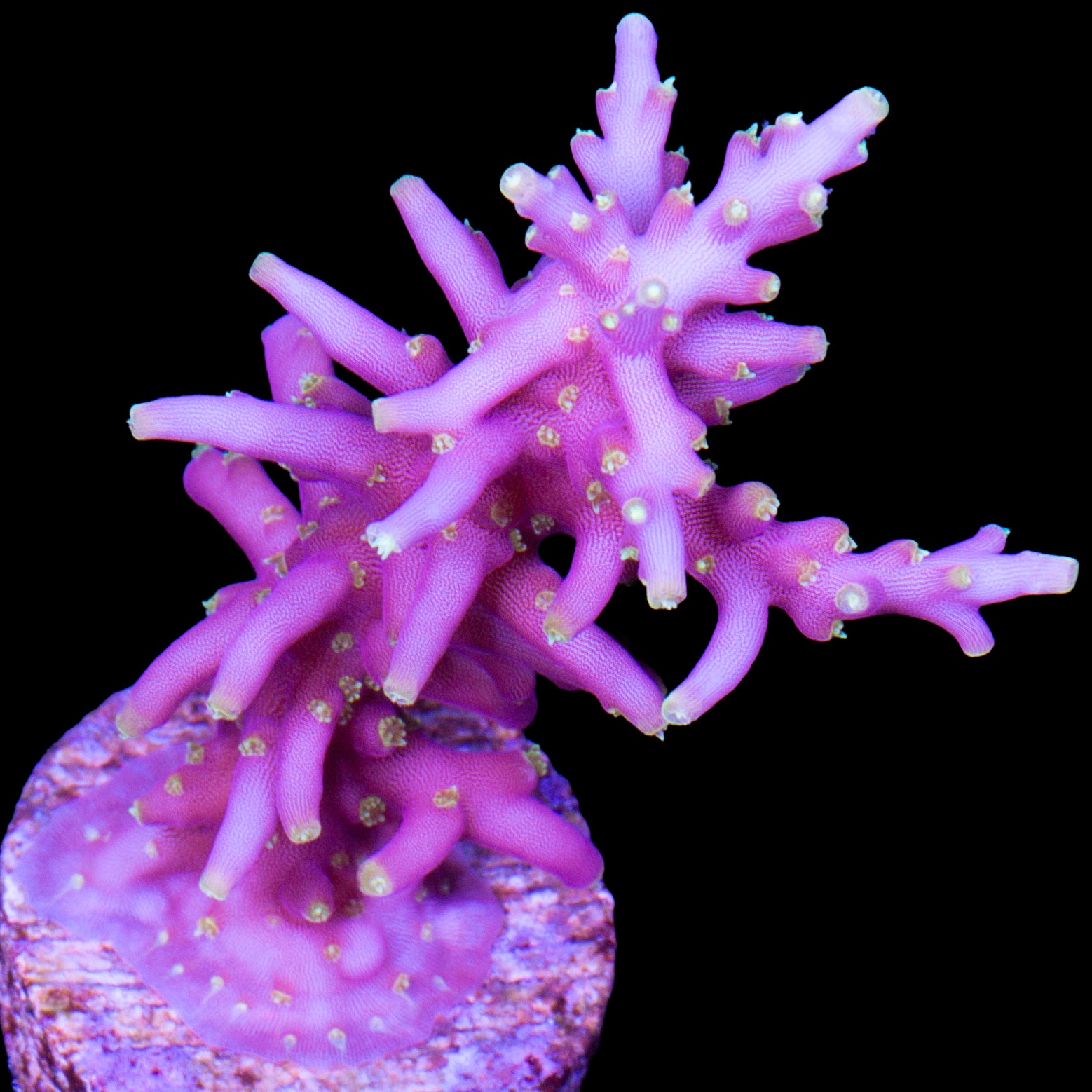 Little Red Ferrari Acropora Coral