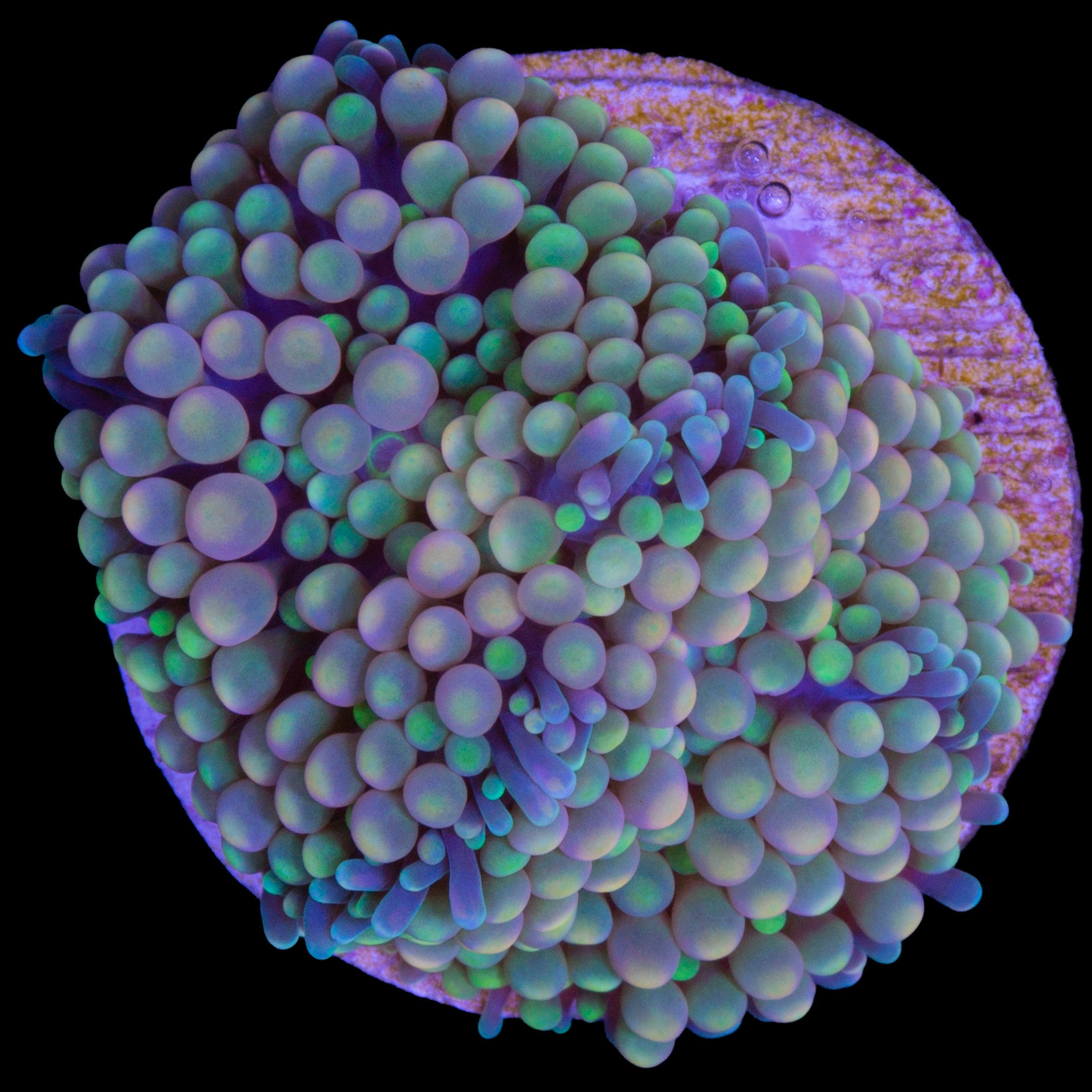 Rainbow Ricordea Mushroom