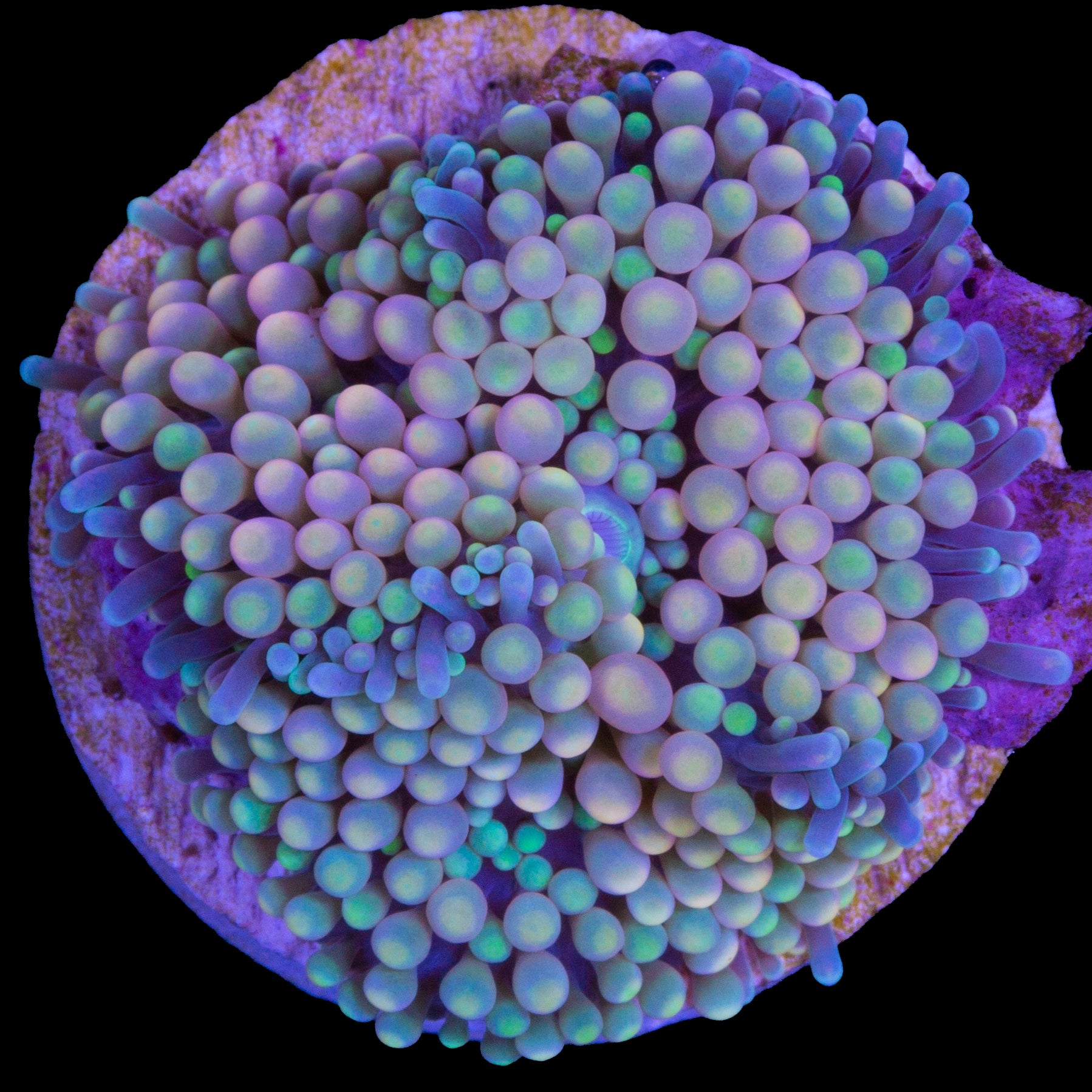 Rainbow Ricordea Mushroom