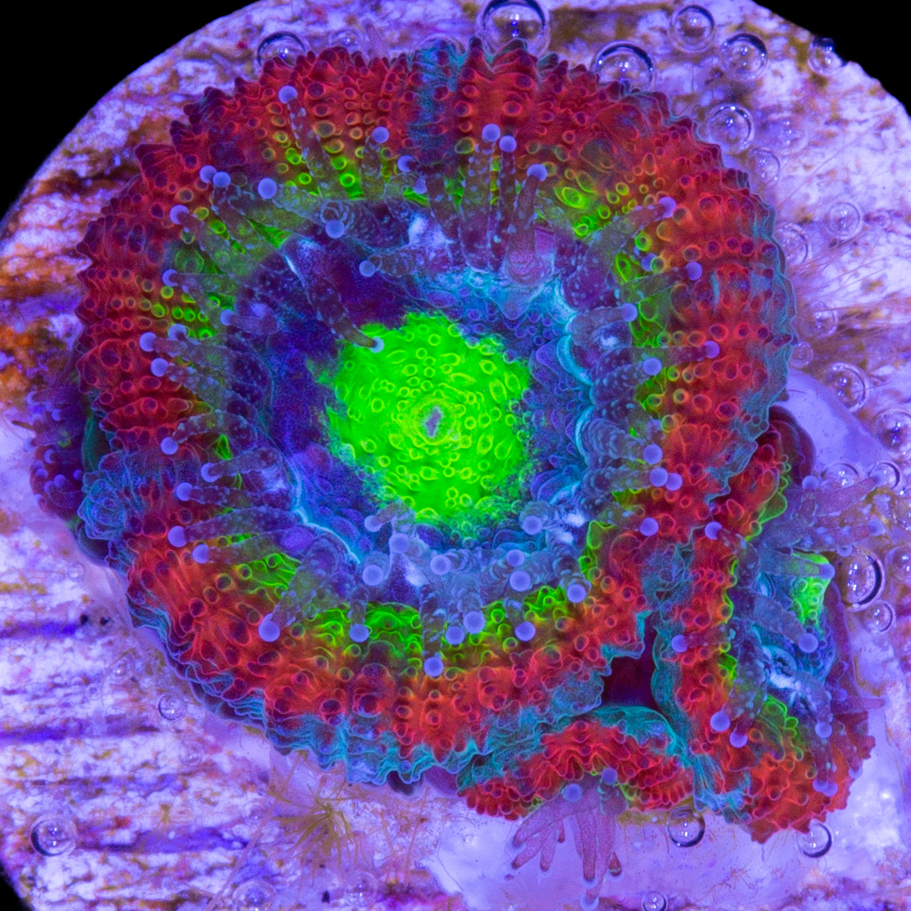 Holy Grail Micromussa Coral