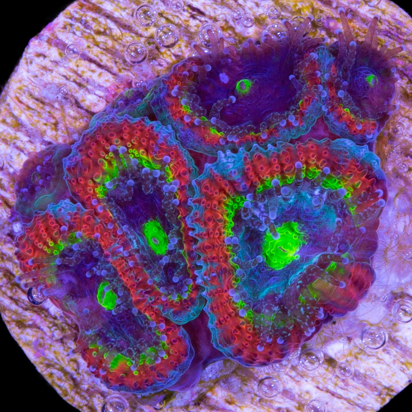 Holy Grail Micromussa Coral