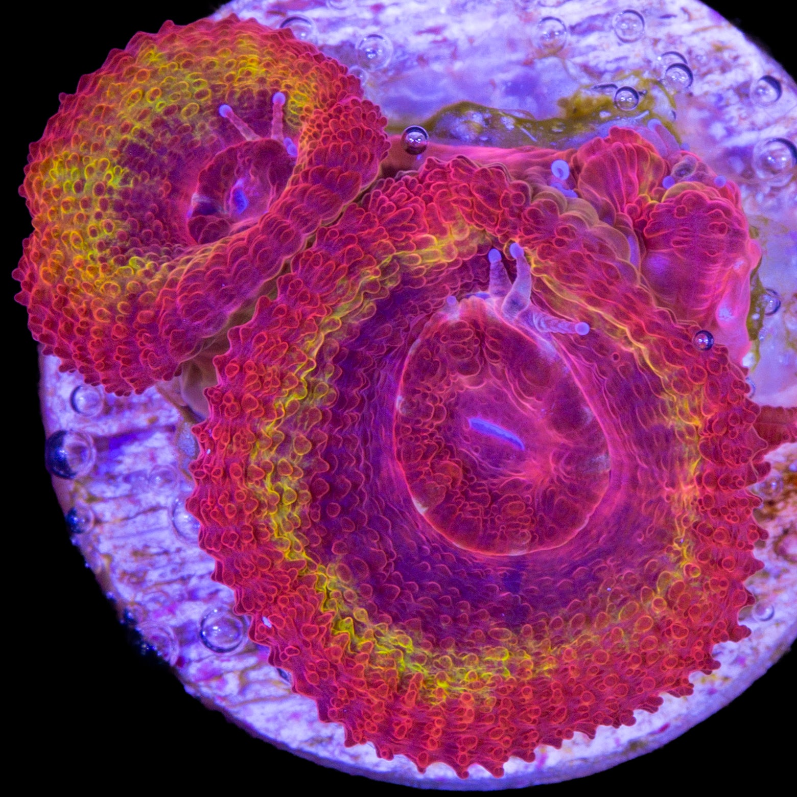 Iron Man Micromusa Coral