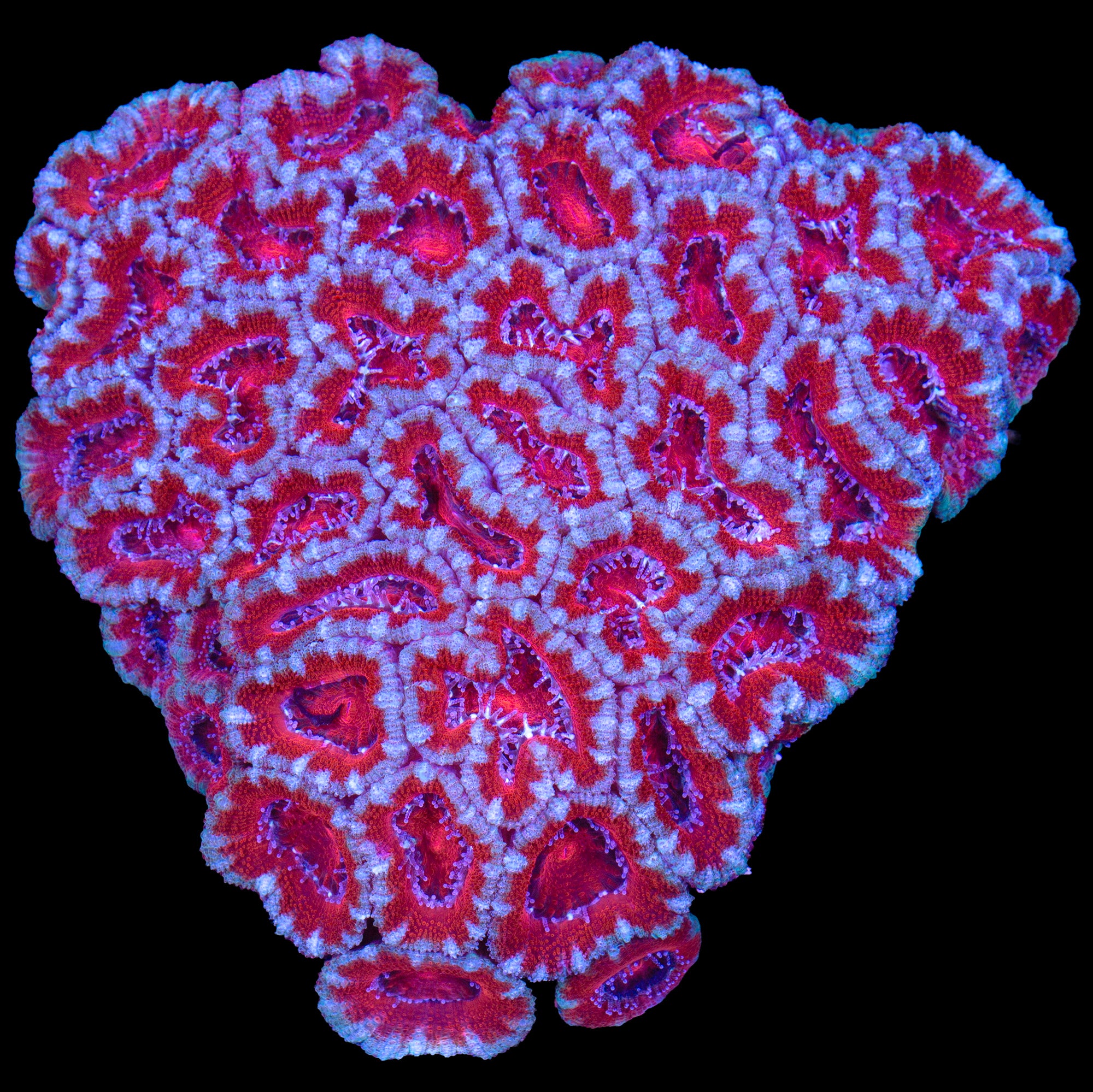 Blood Diamond Acan Coral Colony
