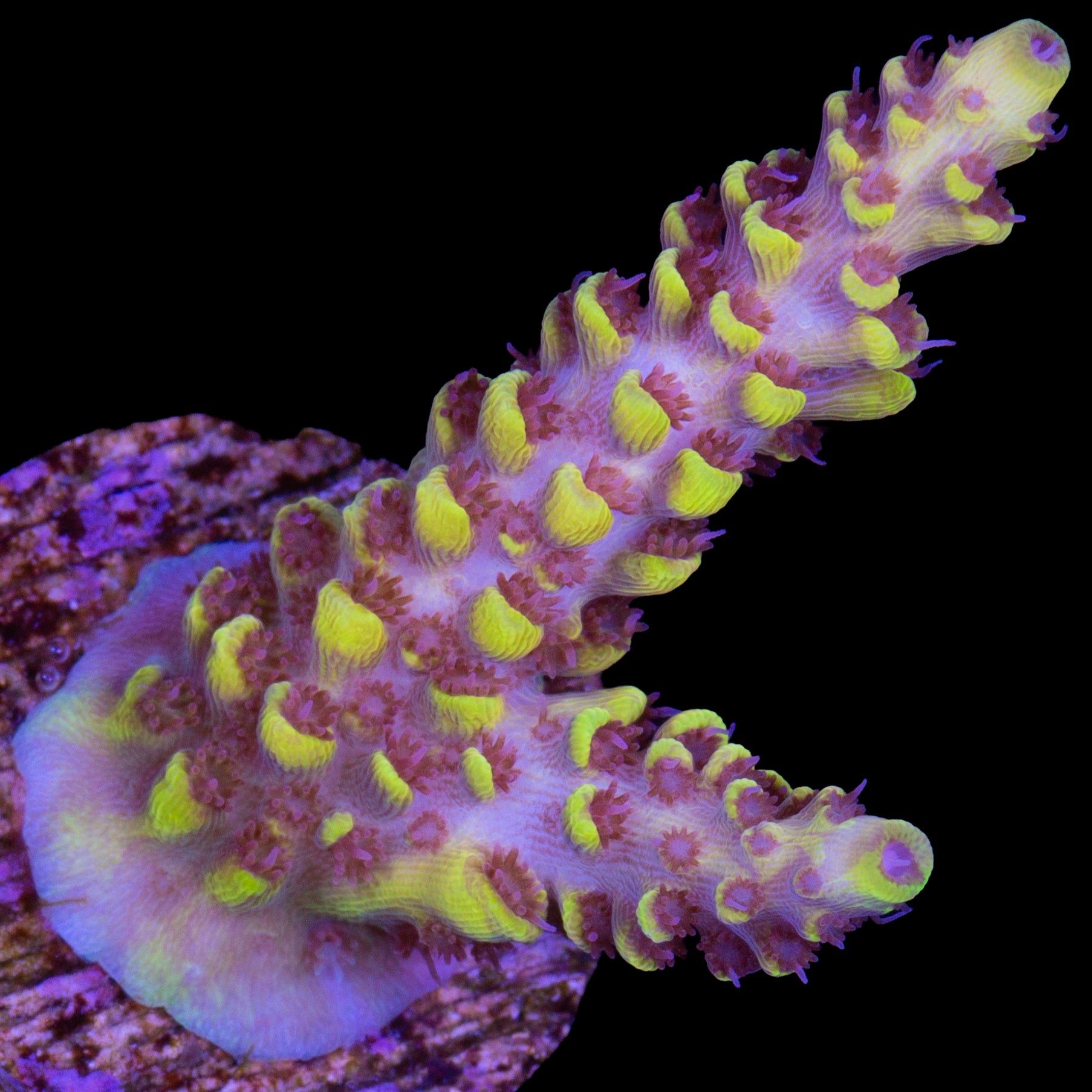 Pink Floyd Acropora Coral - 800 Grown
