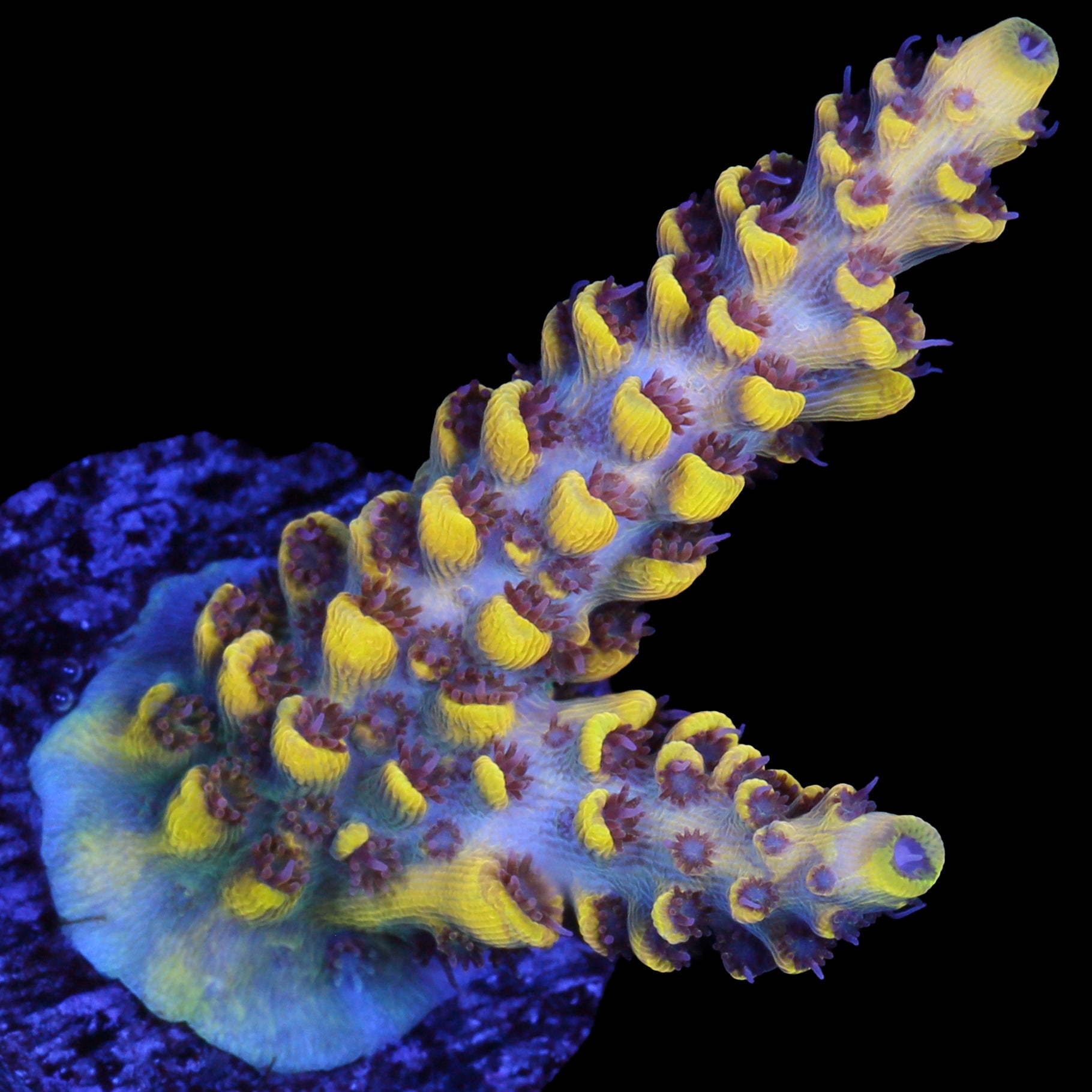 Pink Floyd Acropora Coral - 800 Grown