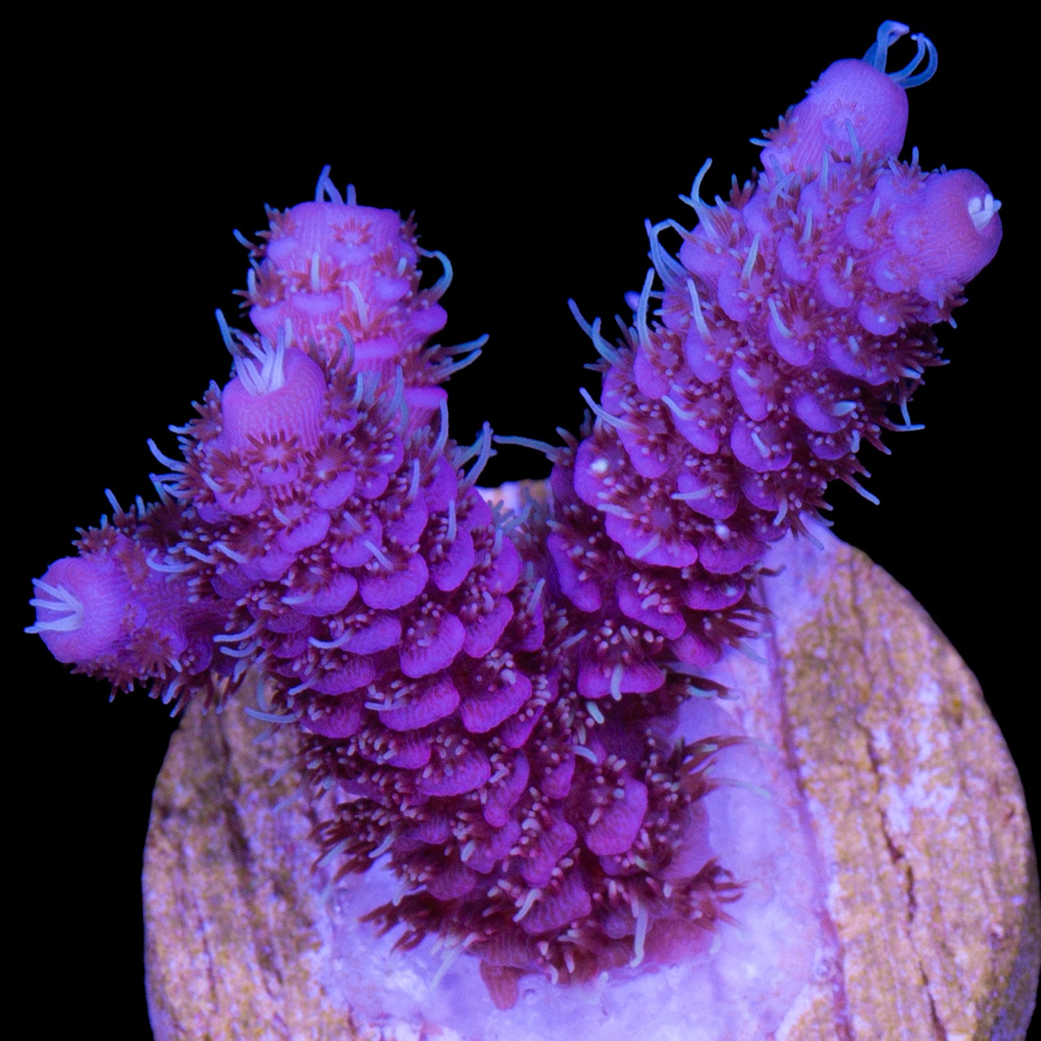 Purple Pink Millepora Acropora Coral