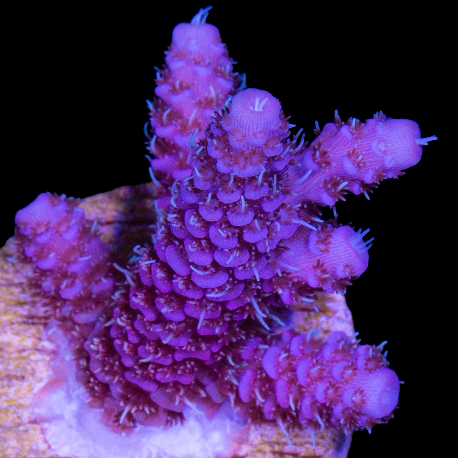 Purple Pink Millepora Acropora Coral