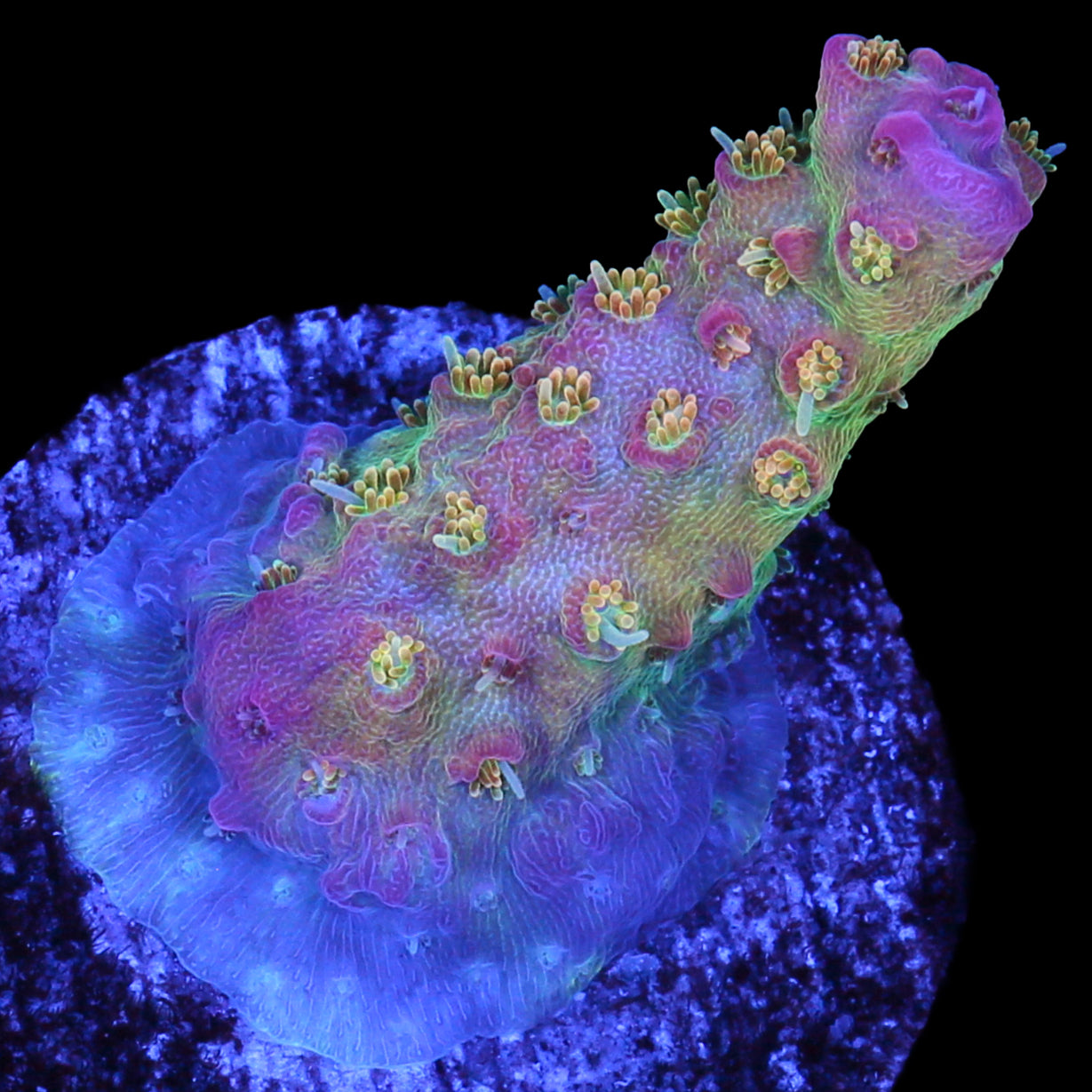 Vivid Confetti Acropora Coral