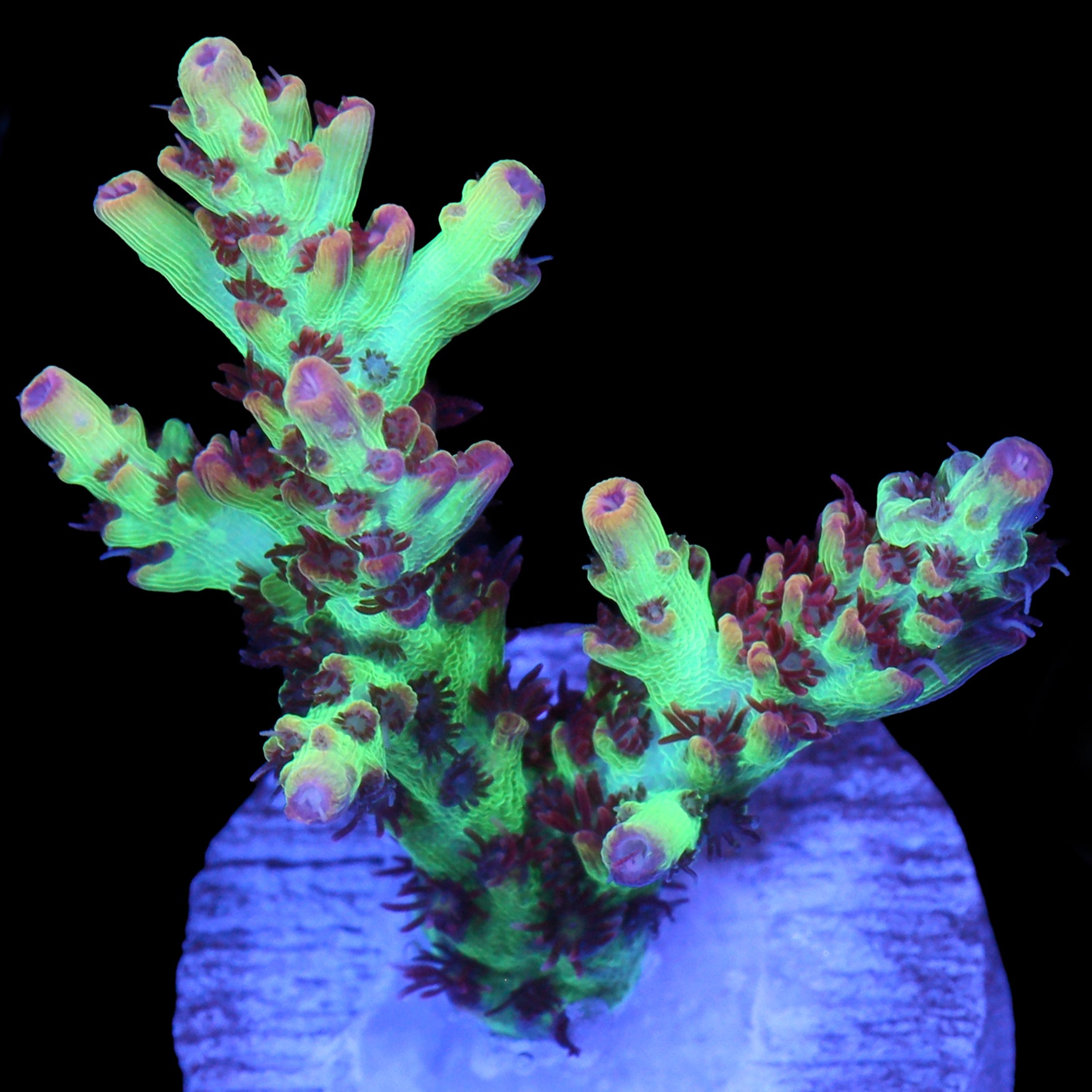 Strawberry Shortcake Acropora Coral - 800 Grown