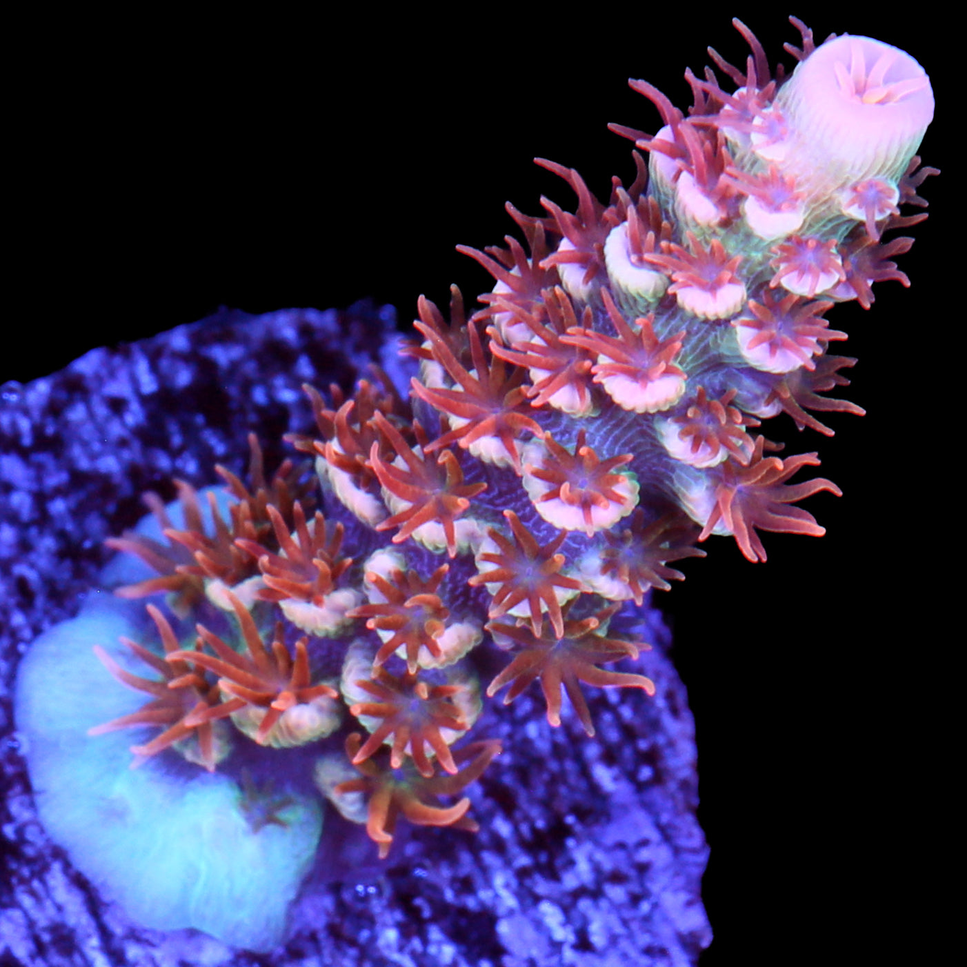 TGC Cherry Bomb Acropora Coral