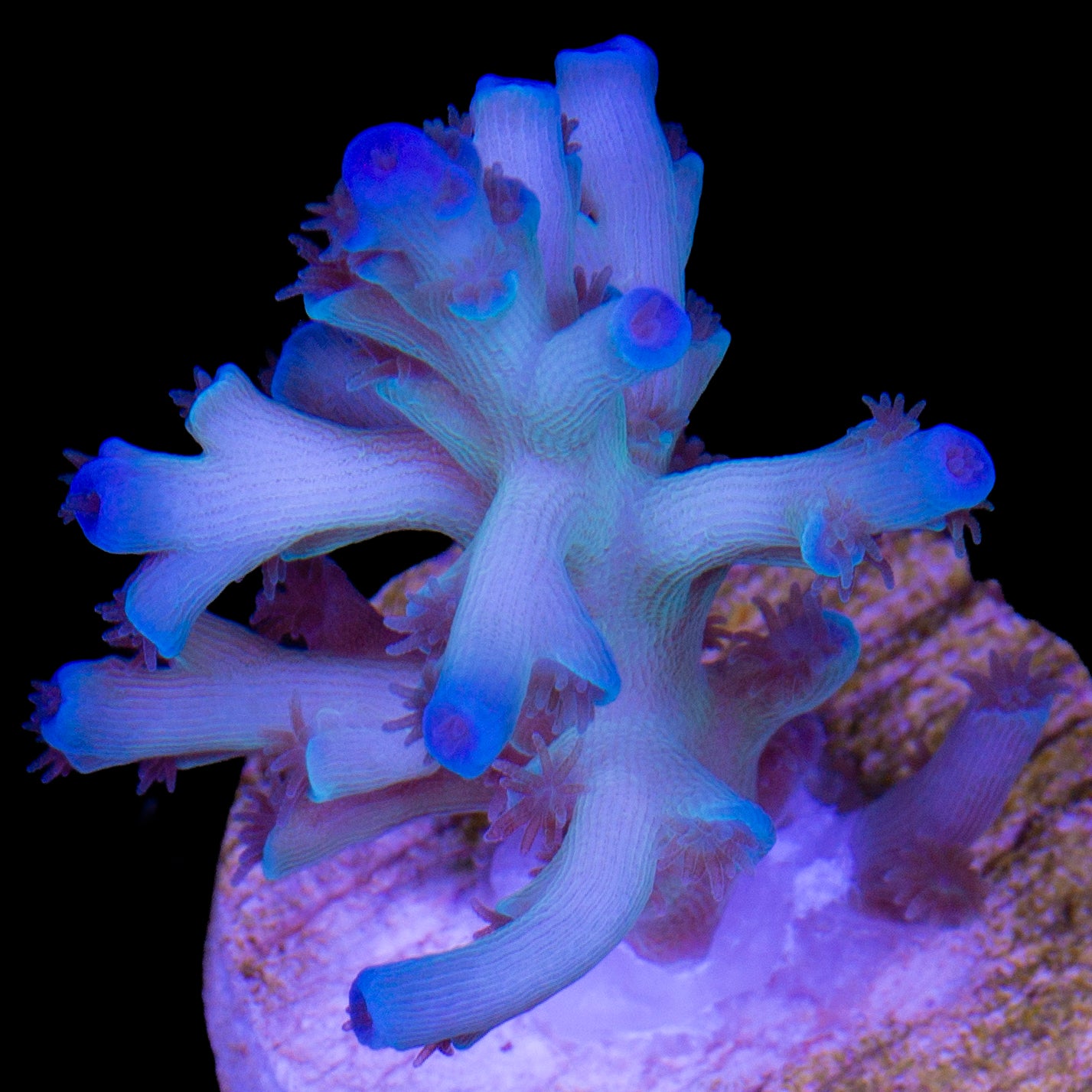 Ice Fire Echinata Acropora Coral