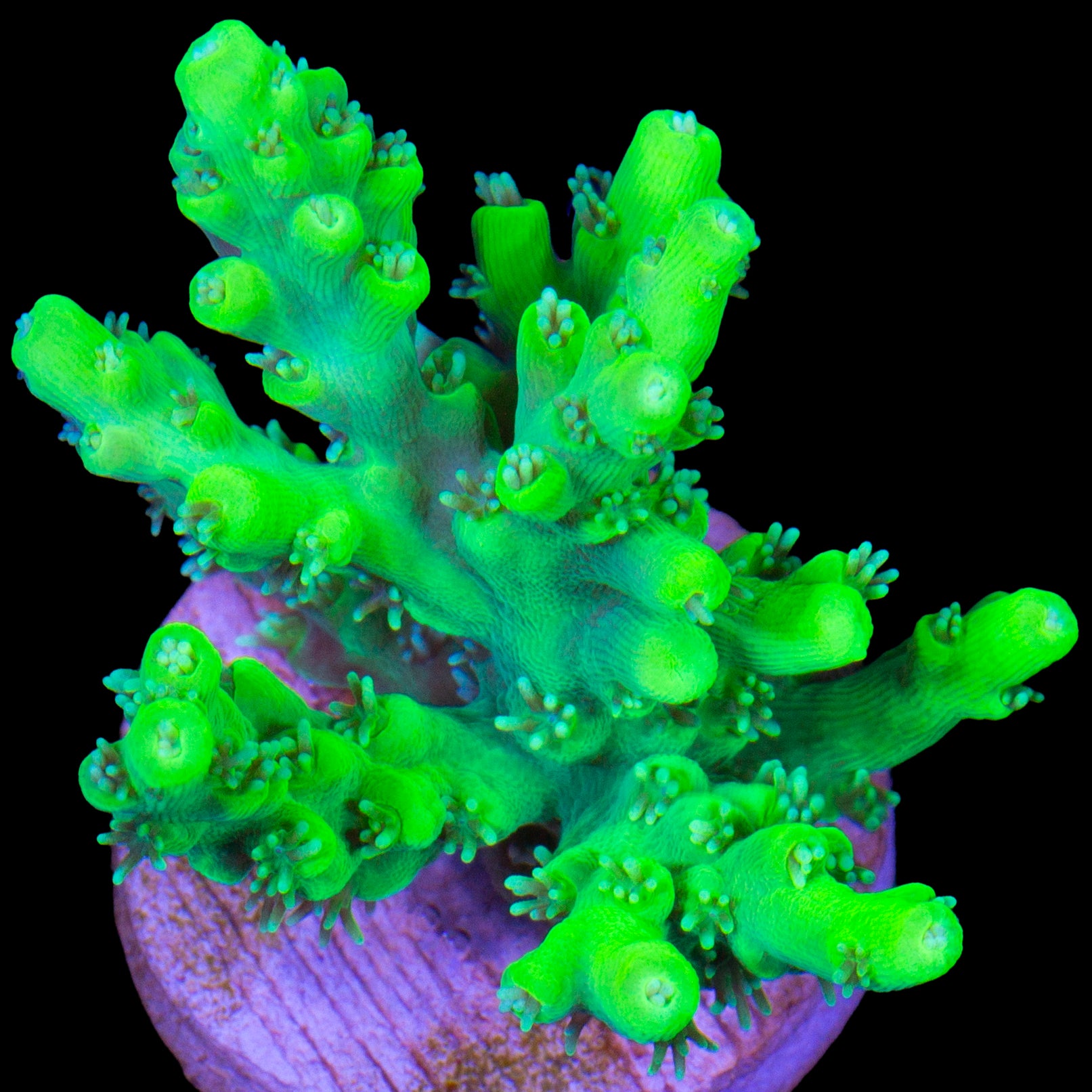Toxic Table Acropora Coral