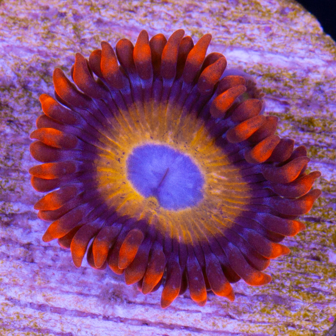 Blue Eyed Blonde Zoanthids
