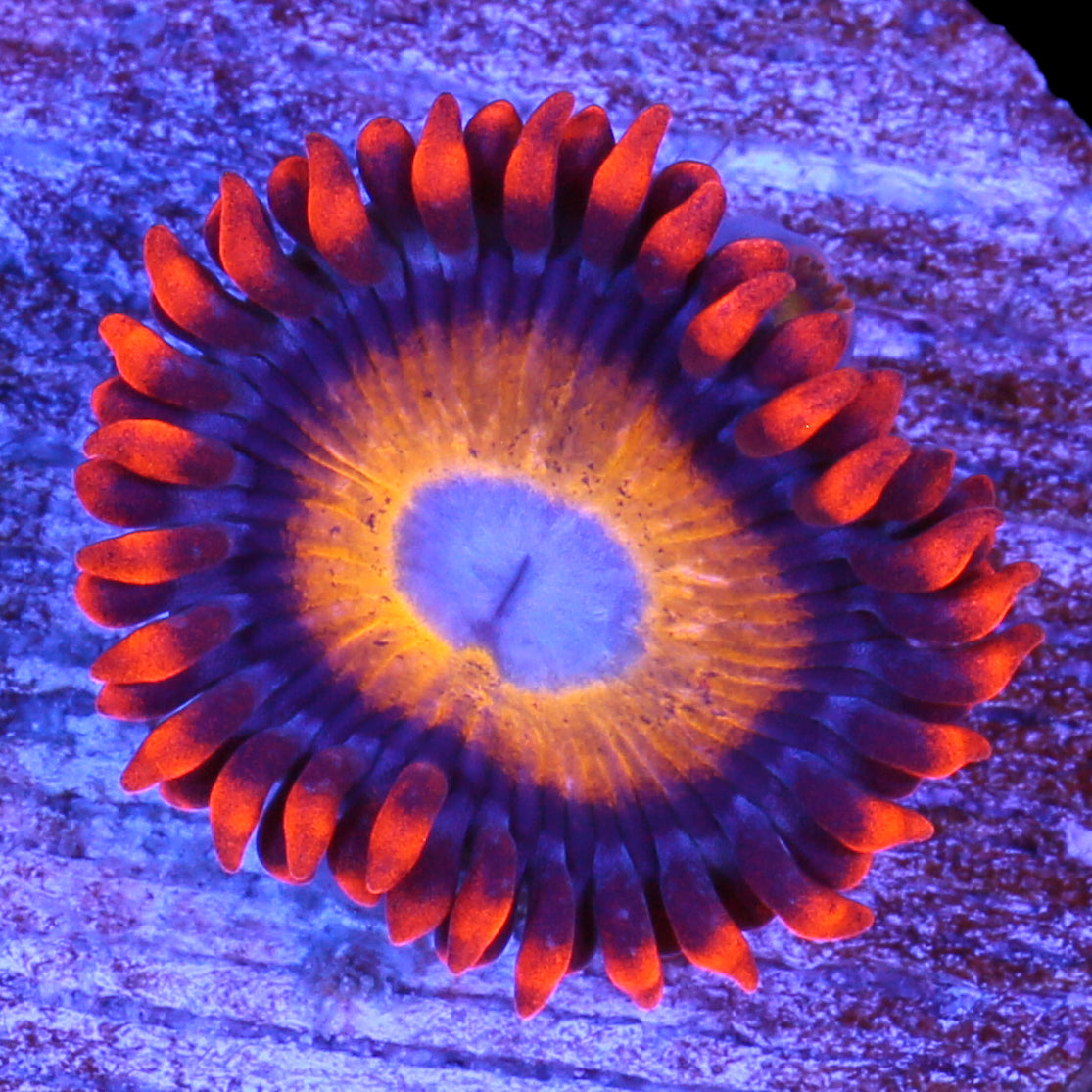 Blue Eyed Blonde Zoanthids