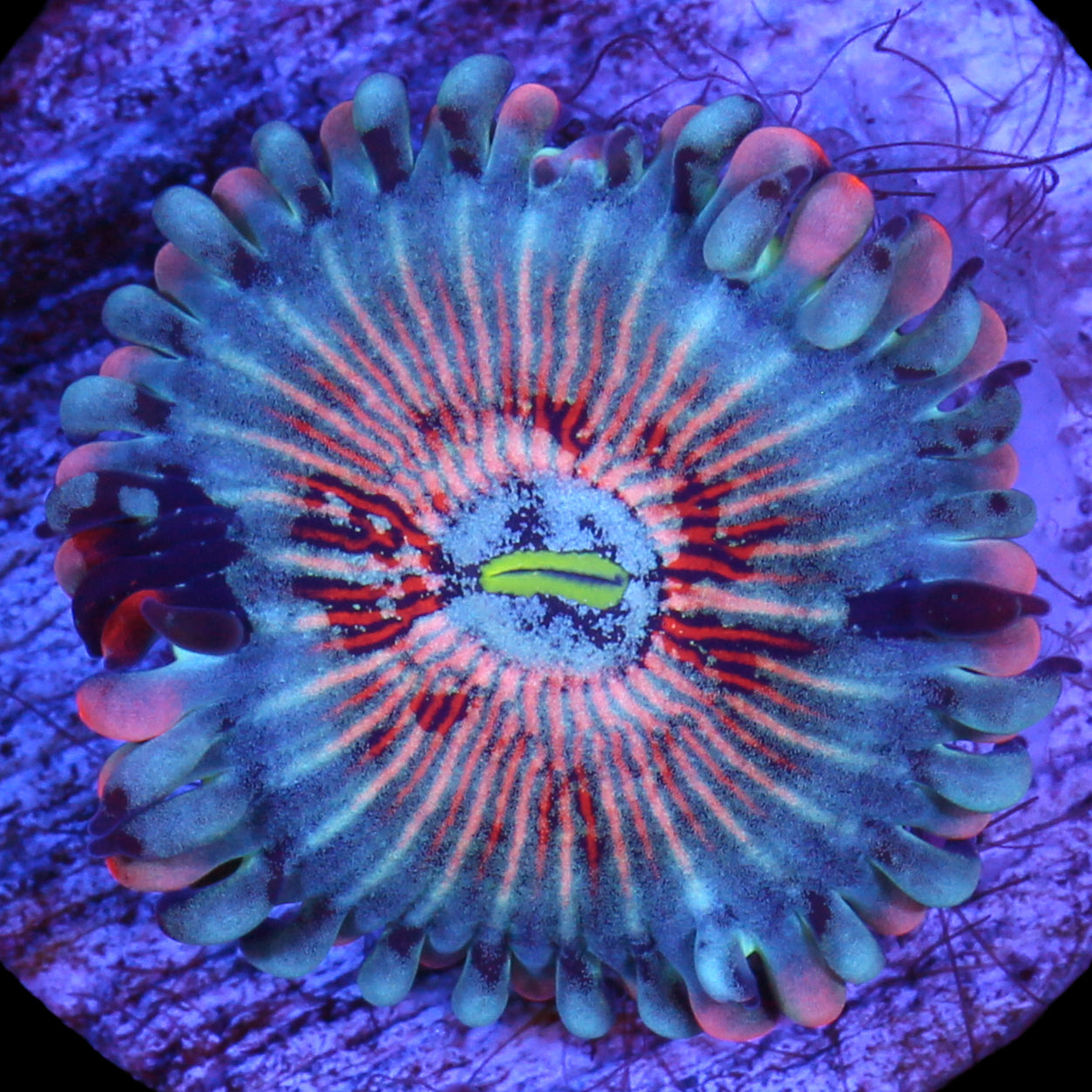 Vivid's White Zombie Zoanthid