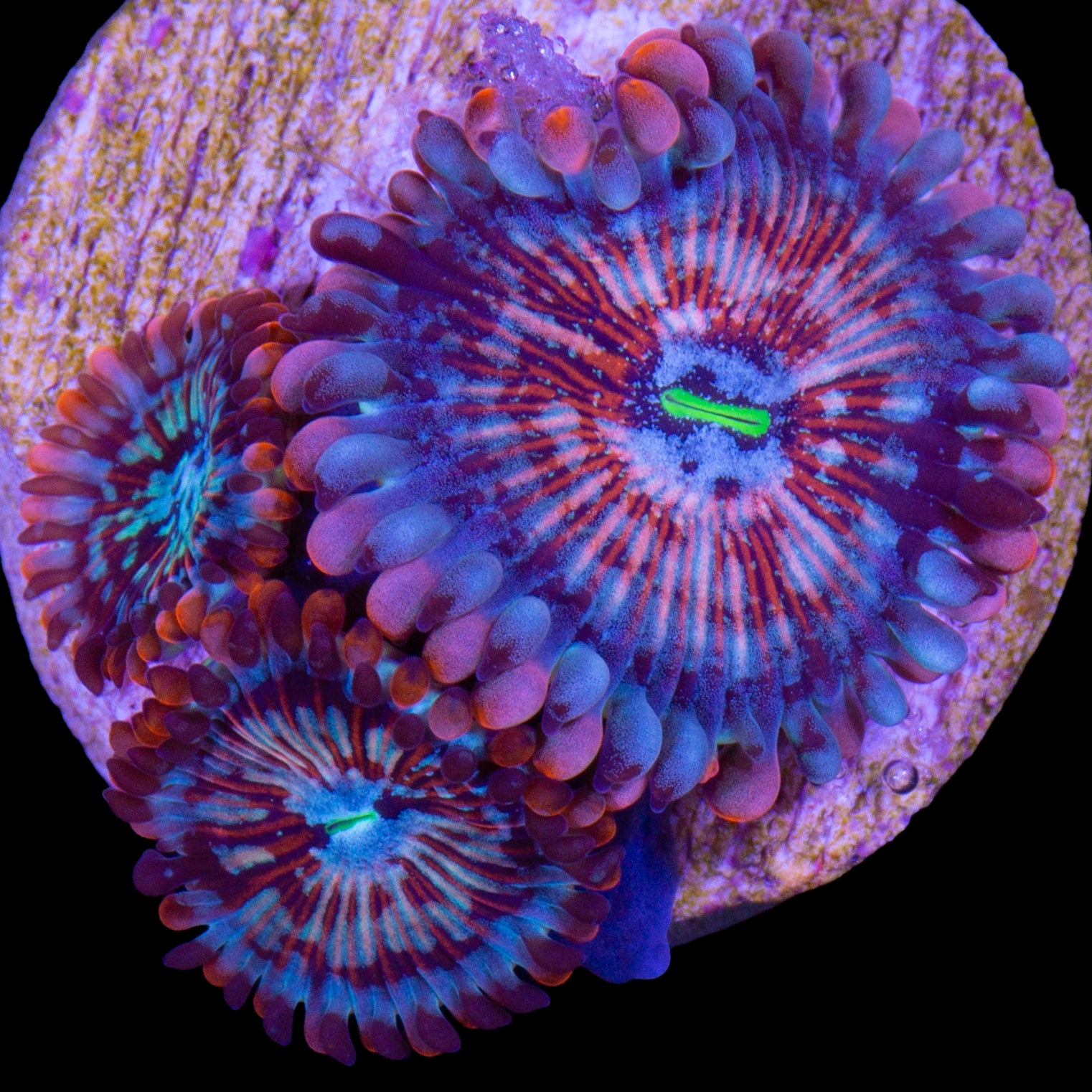 White Zombie Zoanthids