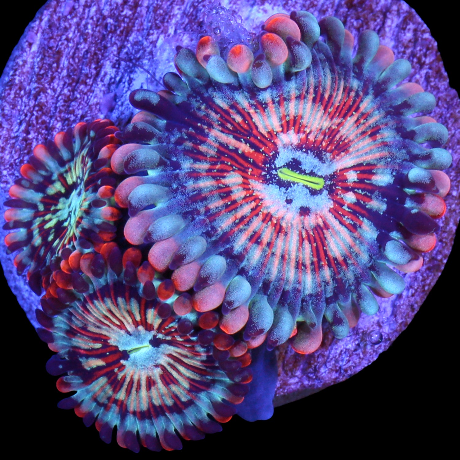 Vivid's White Zombie Zoanthids