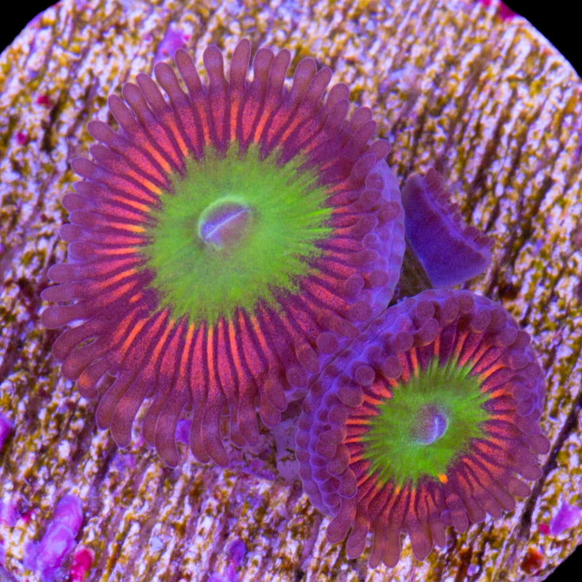 Vivid's Pink Rim Zoanthids