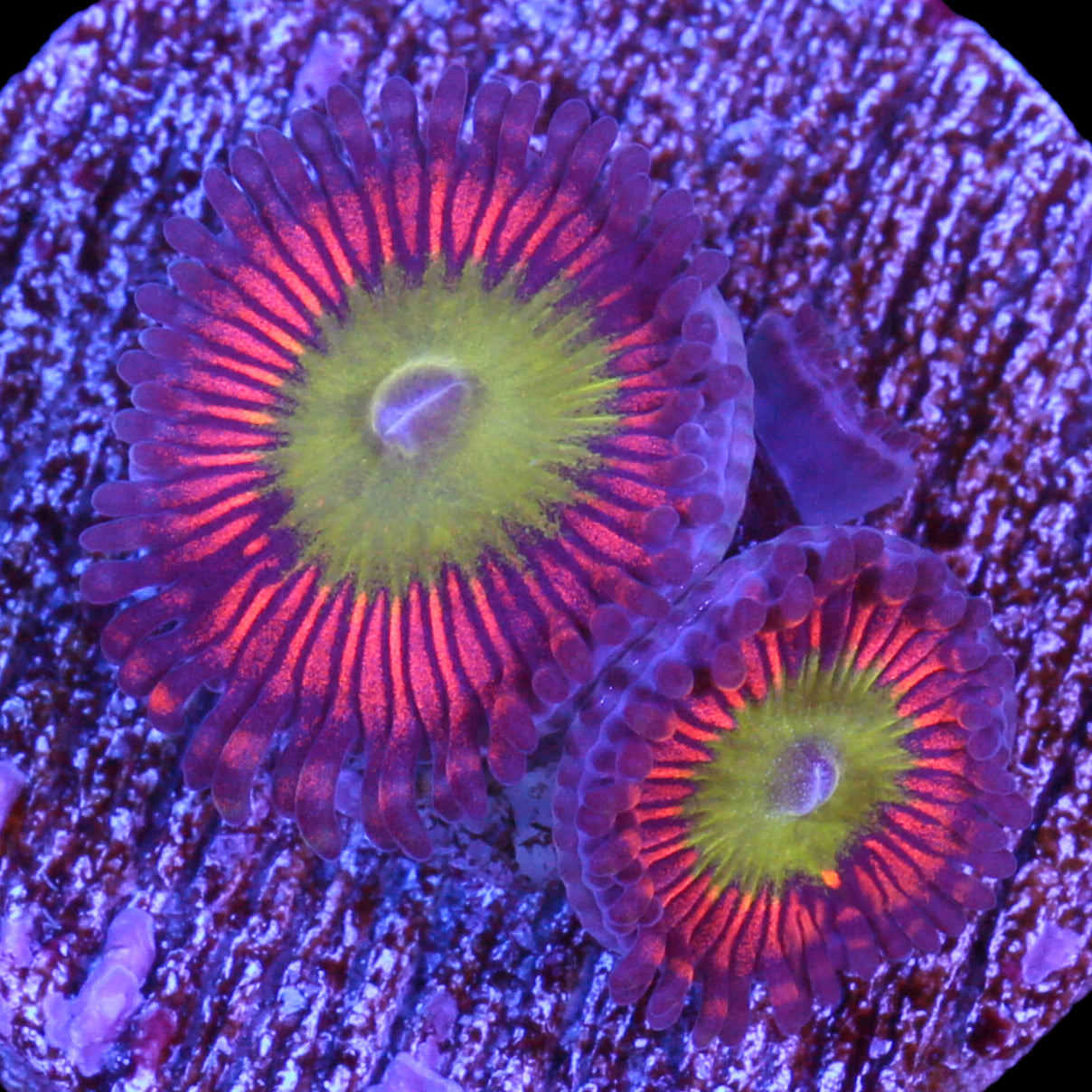 Vivid's Pink Rim Zoanthids