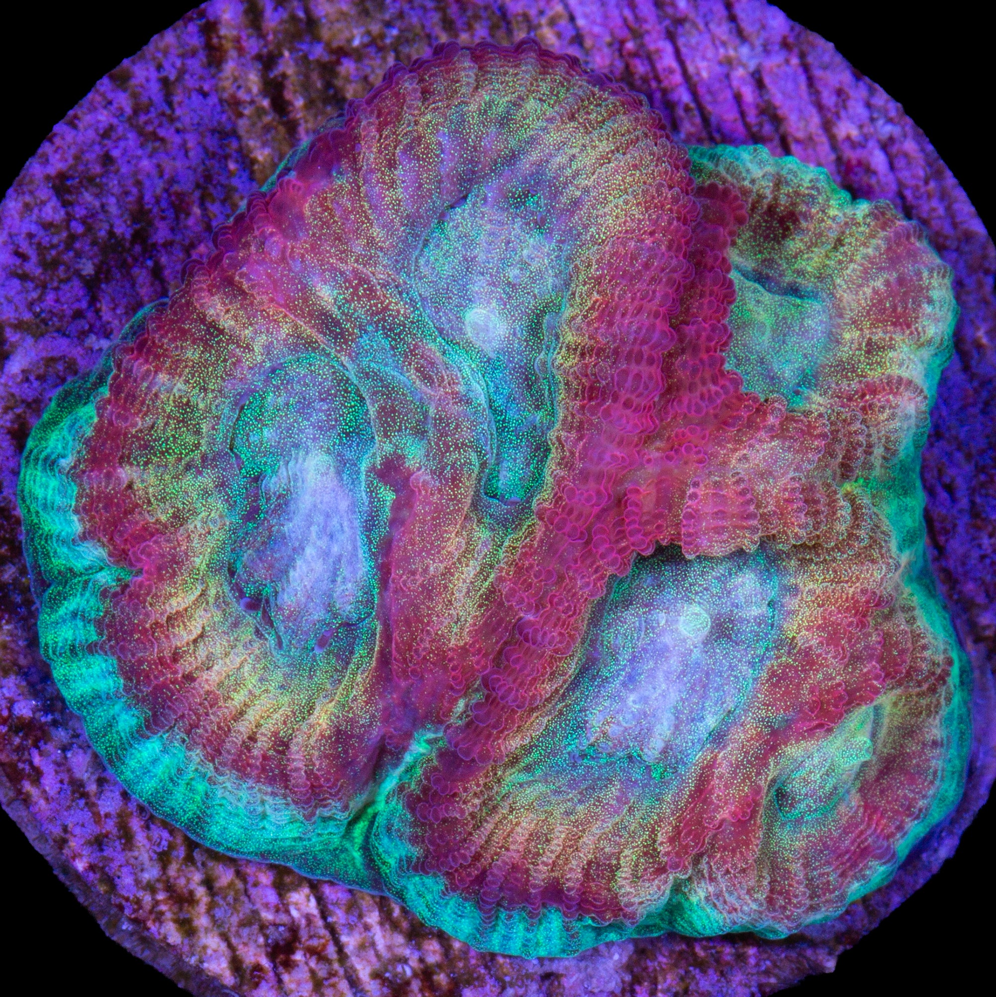 Ultimate Rainbow Favia Coral