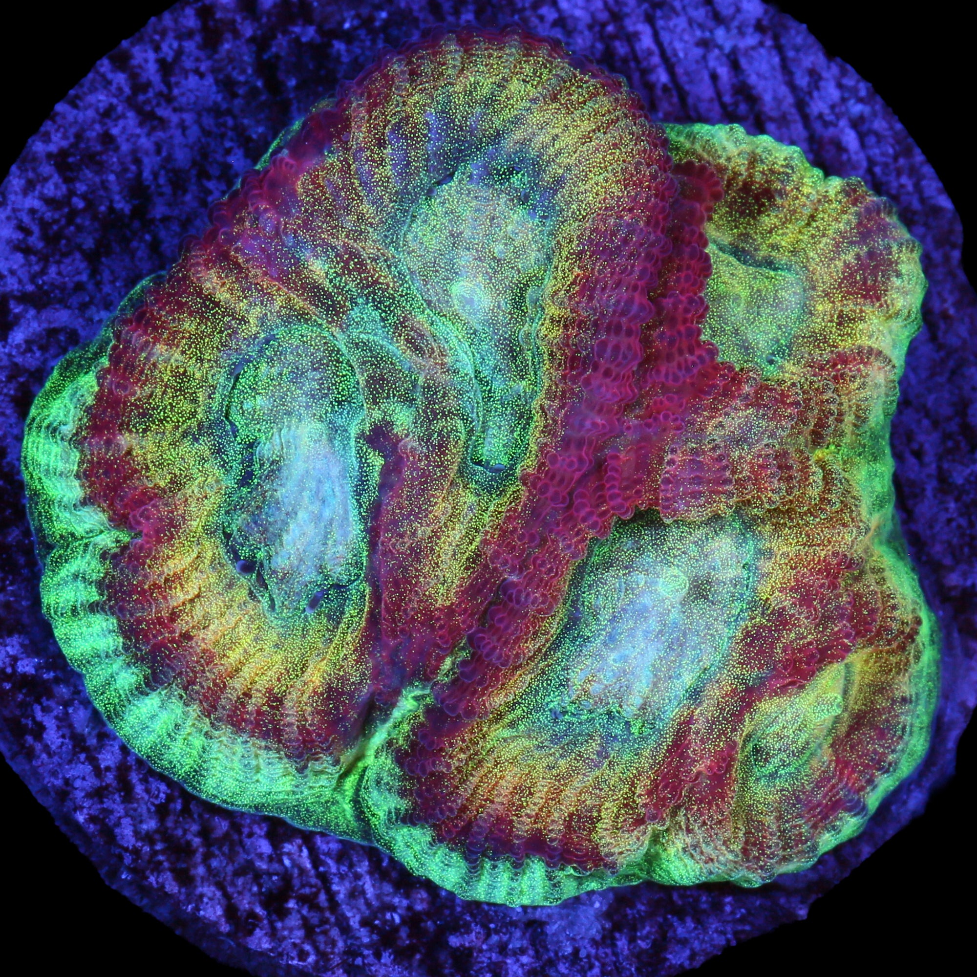 Ultimate Rainbow Favia Coral