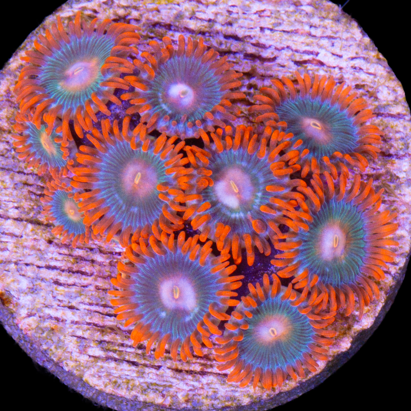 Vivid's Tropicana Zoanthids