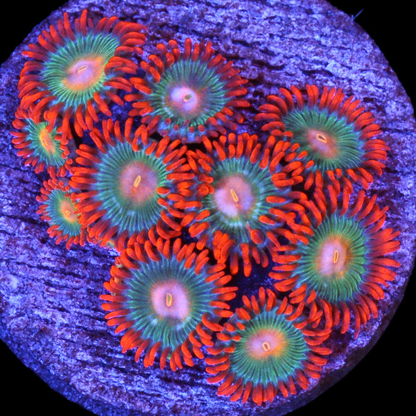 Vivid's Tropicana Zoanthids - Vivid Aquariums