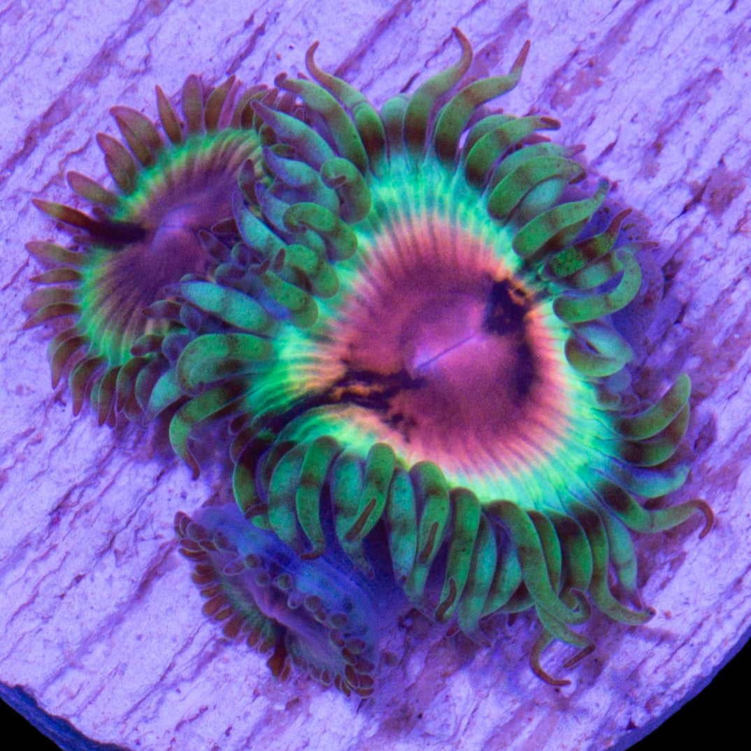 JF Bloodshot Zoanthid Coral