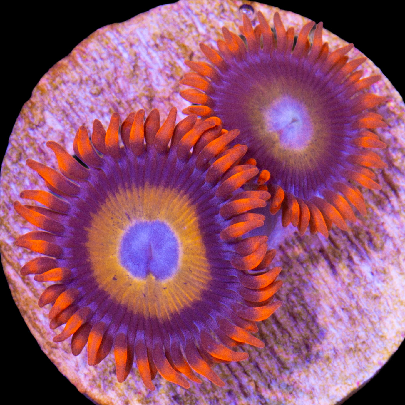 Blue Eyed Blonde Zoanthids