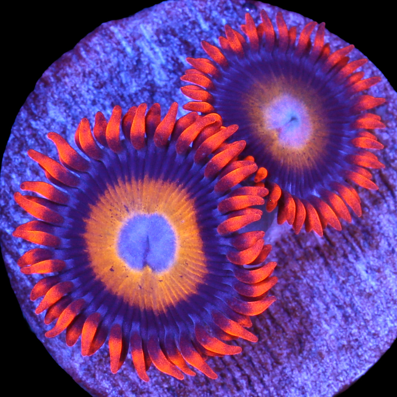 Vivid's Blue Eyed Blonde Zoanthids (800 grown)