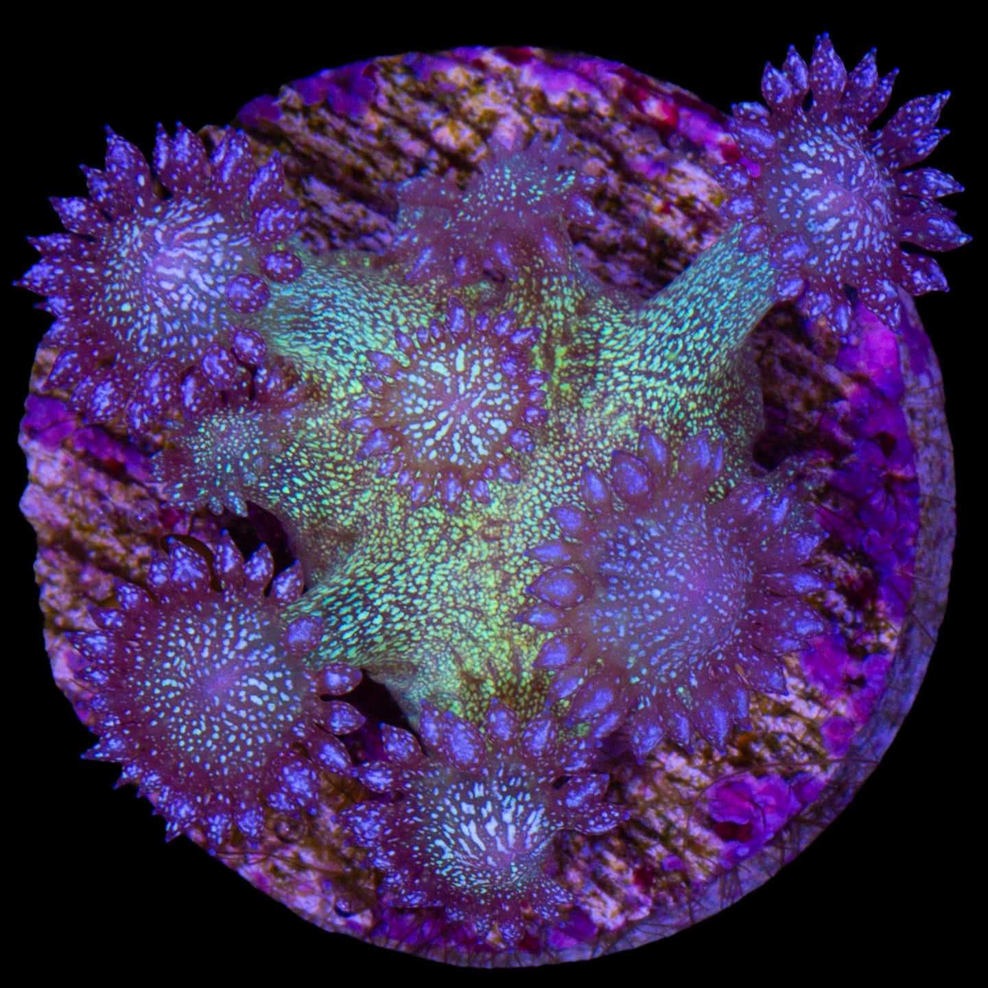 Glitter Bomb Goniopora Coral