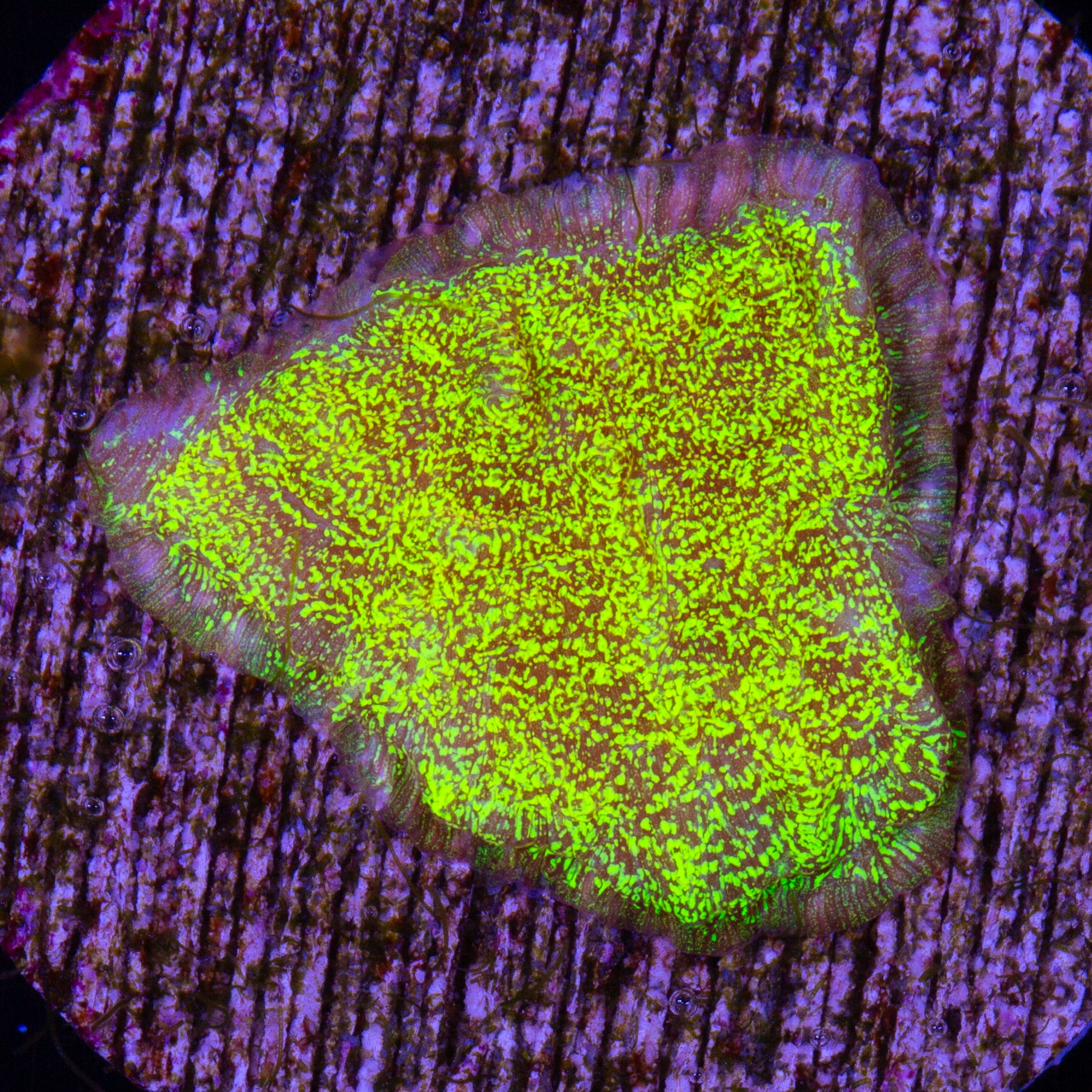 Toxic Sparkle Leptastrea Coral