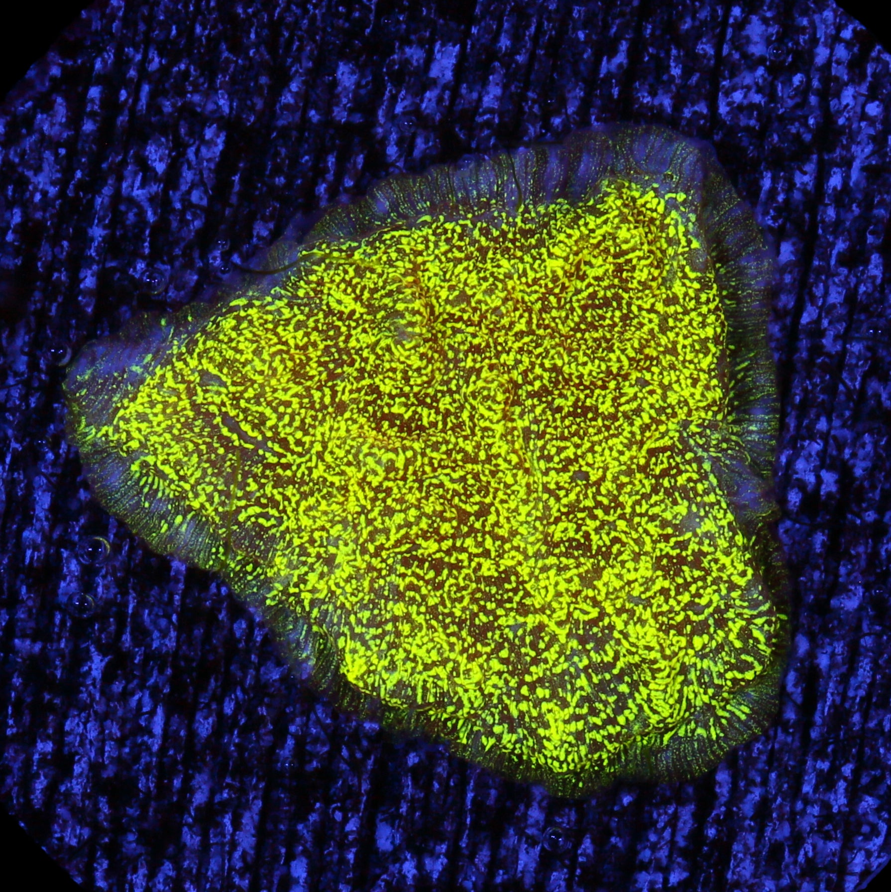 Toxic Sparkle Leptastrea Coral