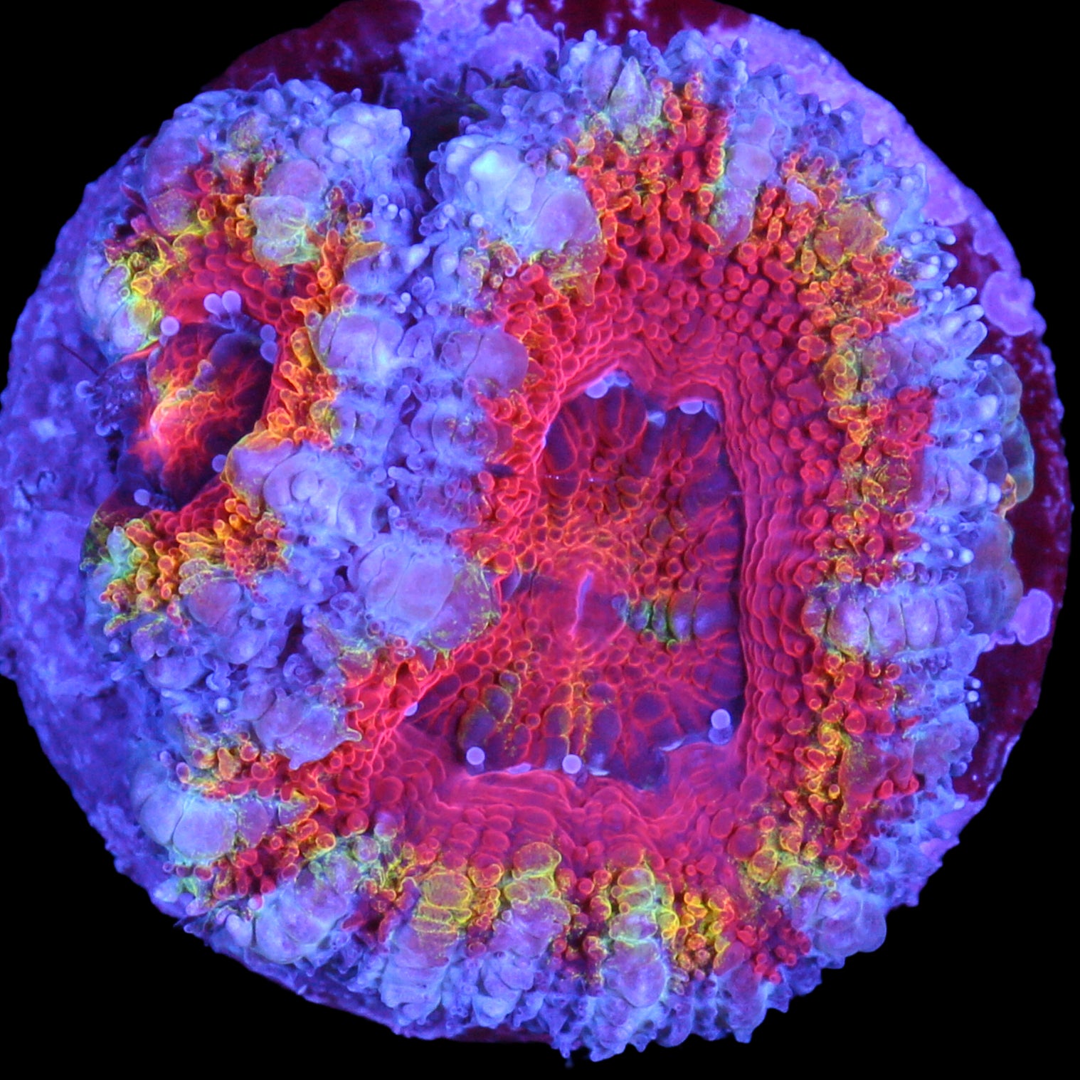 Rainbow Acan Coral